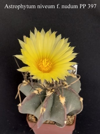 52 Astrophytum niveum f. nudum PP 397 20240523 133514