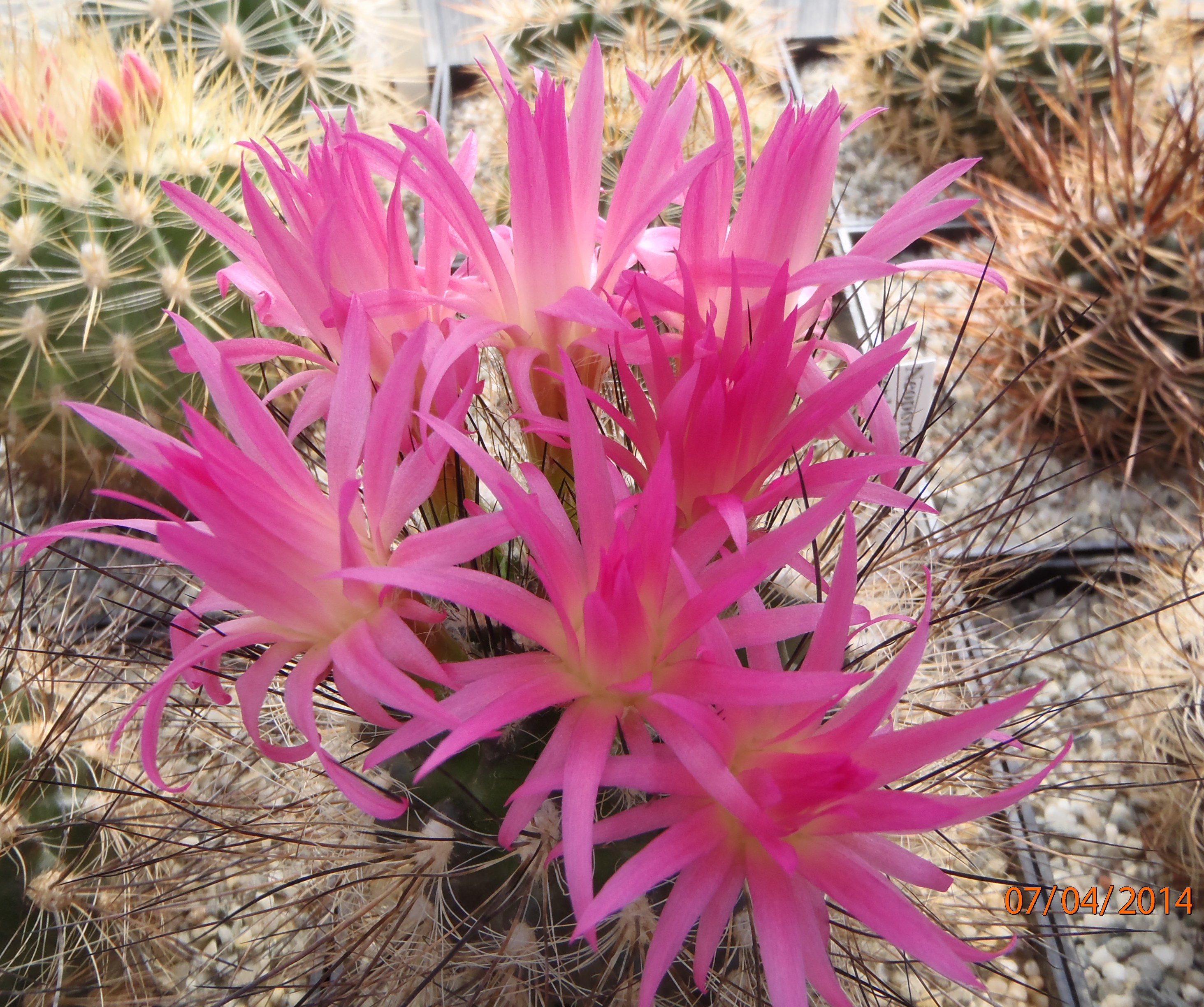 Neoporteria cephalophora b 20140407