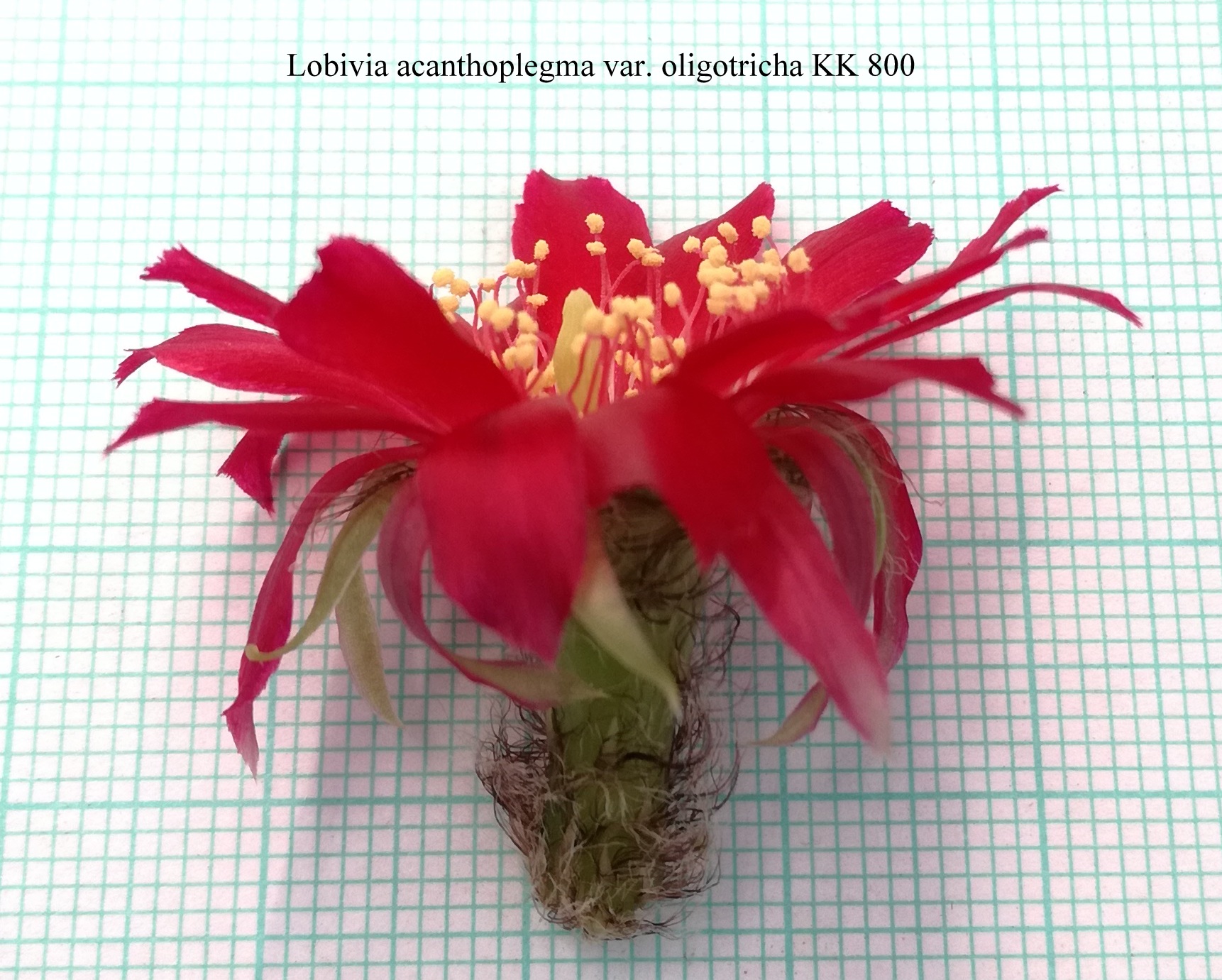 Lobivia acanthoplegma var. oligotricha KK 800 20180524 (2)