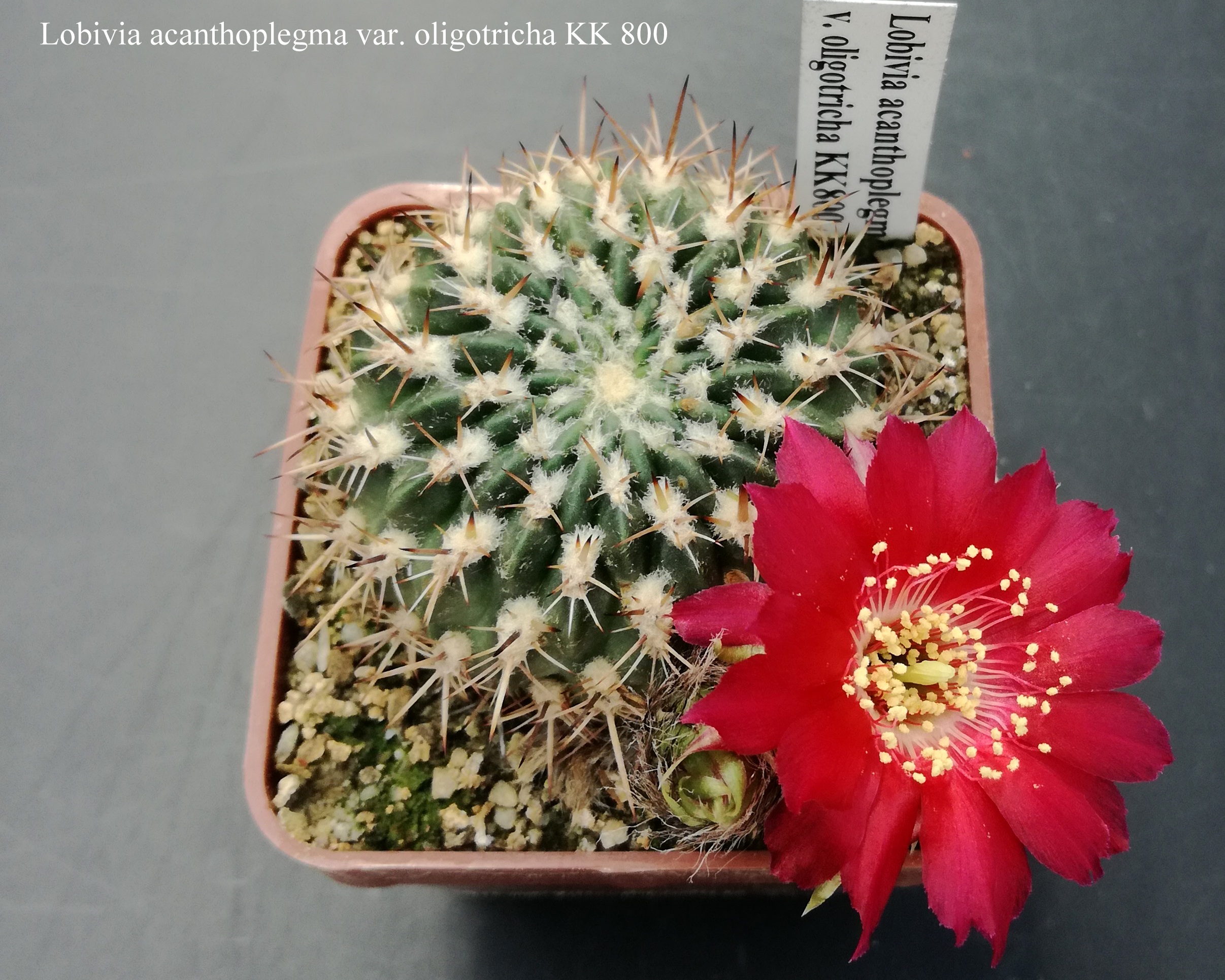 Lobivia acanthoplegma var. oligotricha KK 800 20180524