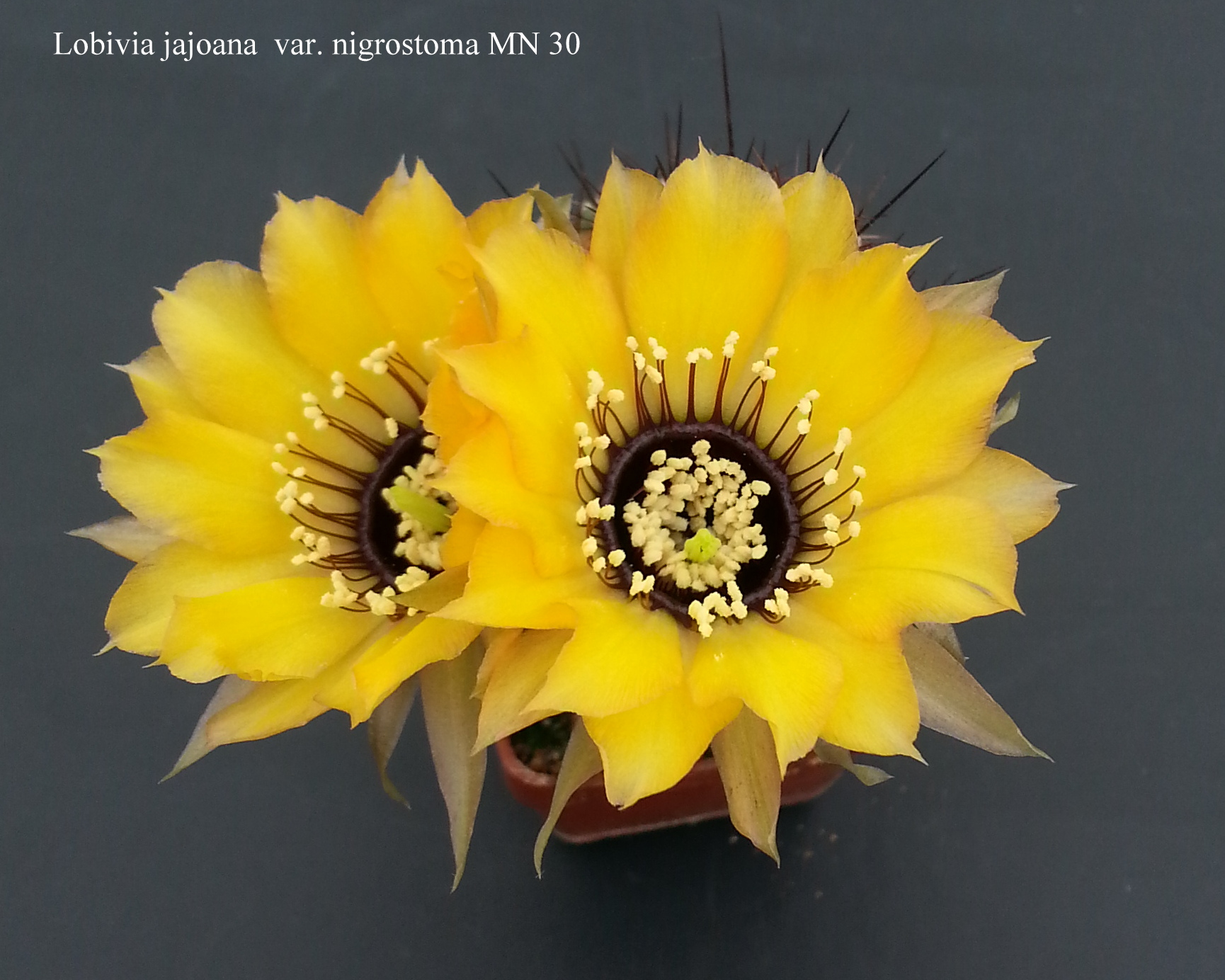 Lobivia jajoana  var. nigrostoma MN 30 20180518