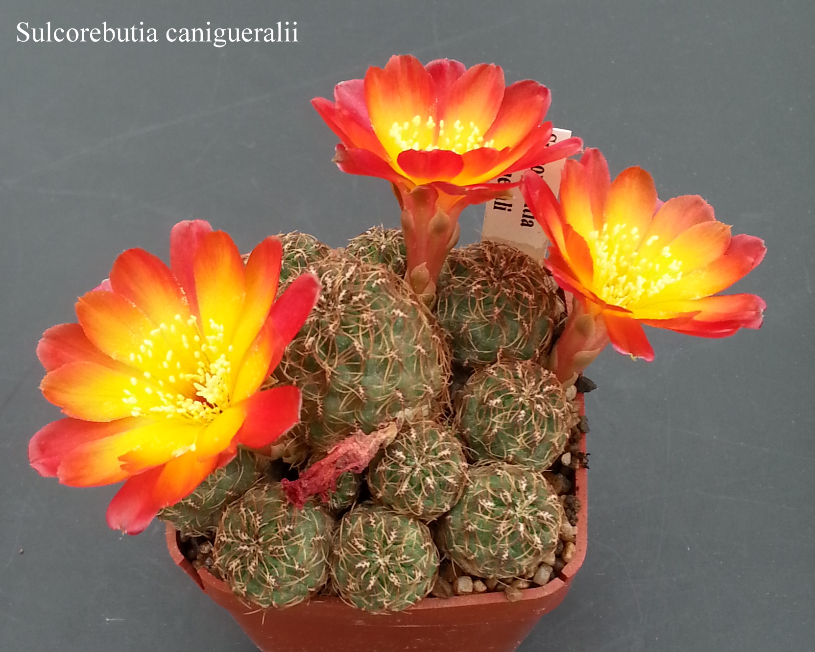 Sulcorebutia canigueralii 20180509