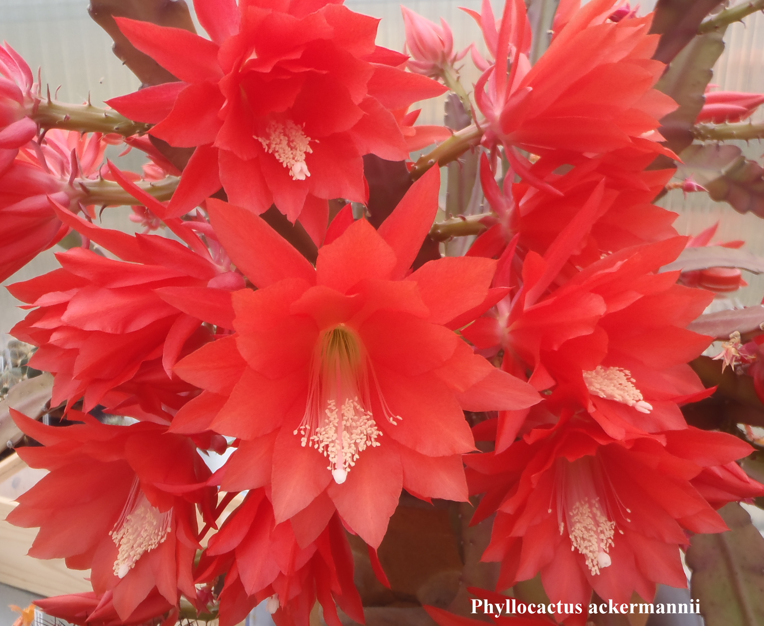 Phyllocactus ackermannii 20140424