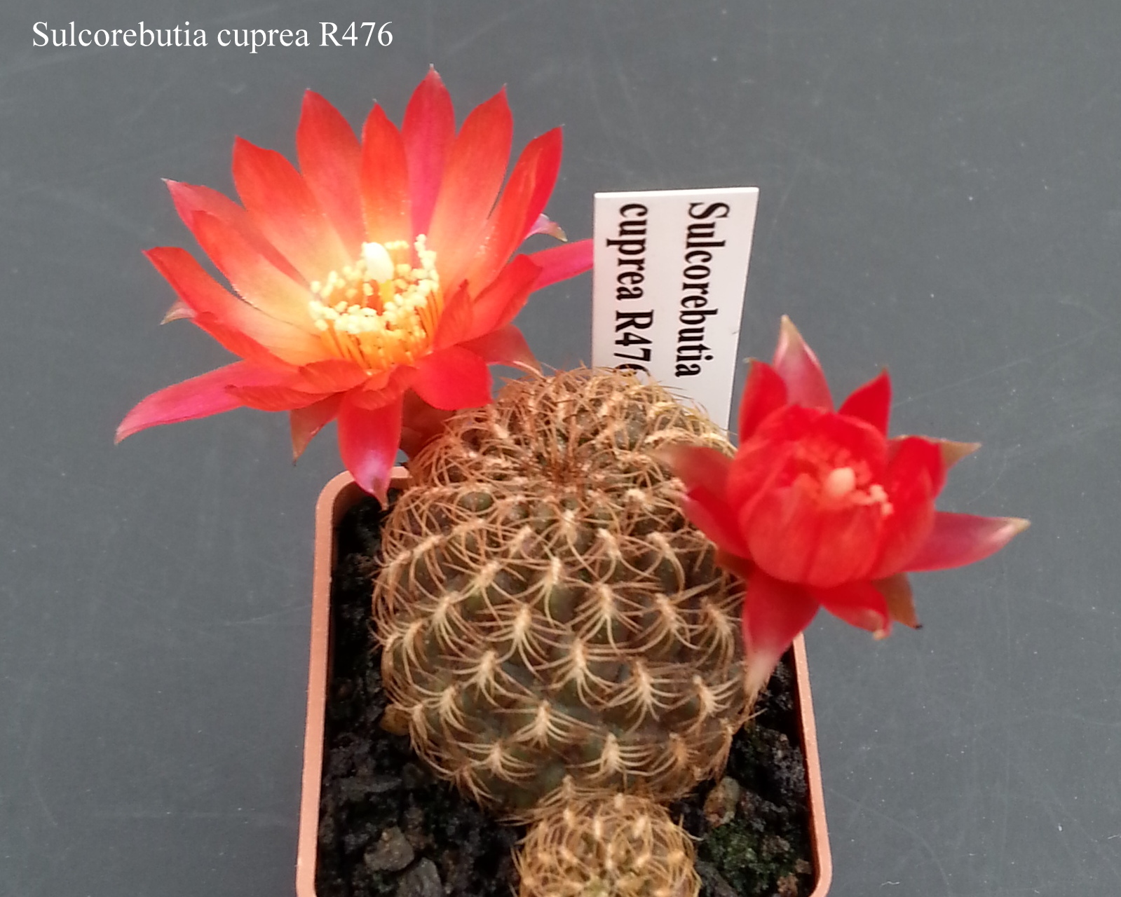 Sulcorebutia cuprea R476 20180509