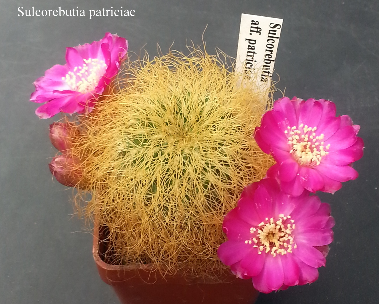 Sulcorebutia patriciae 20180506