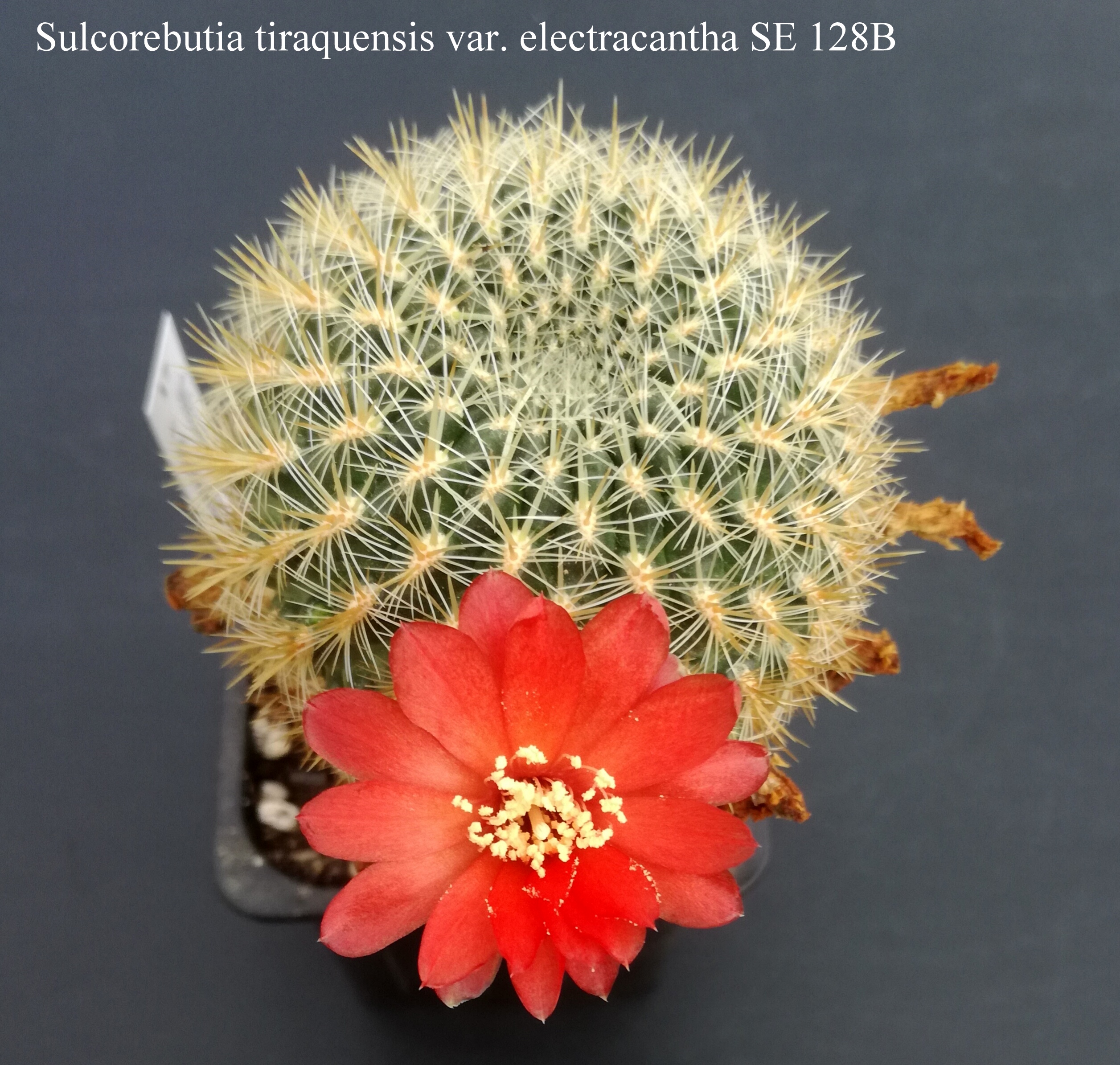 Sulcorebutia tiraquensis var. electracantha SE 128B 20180916