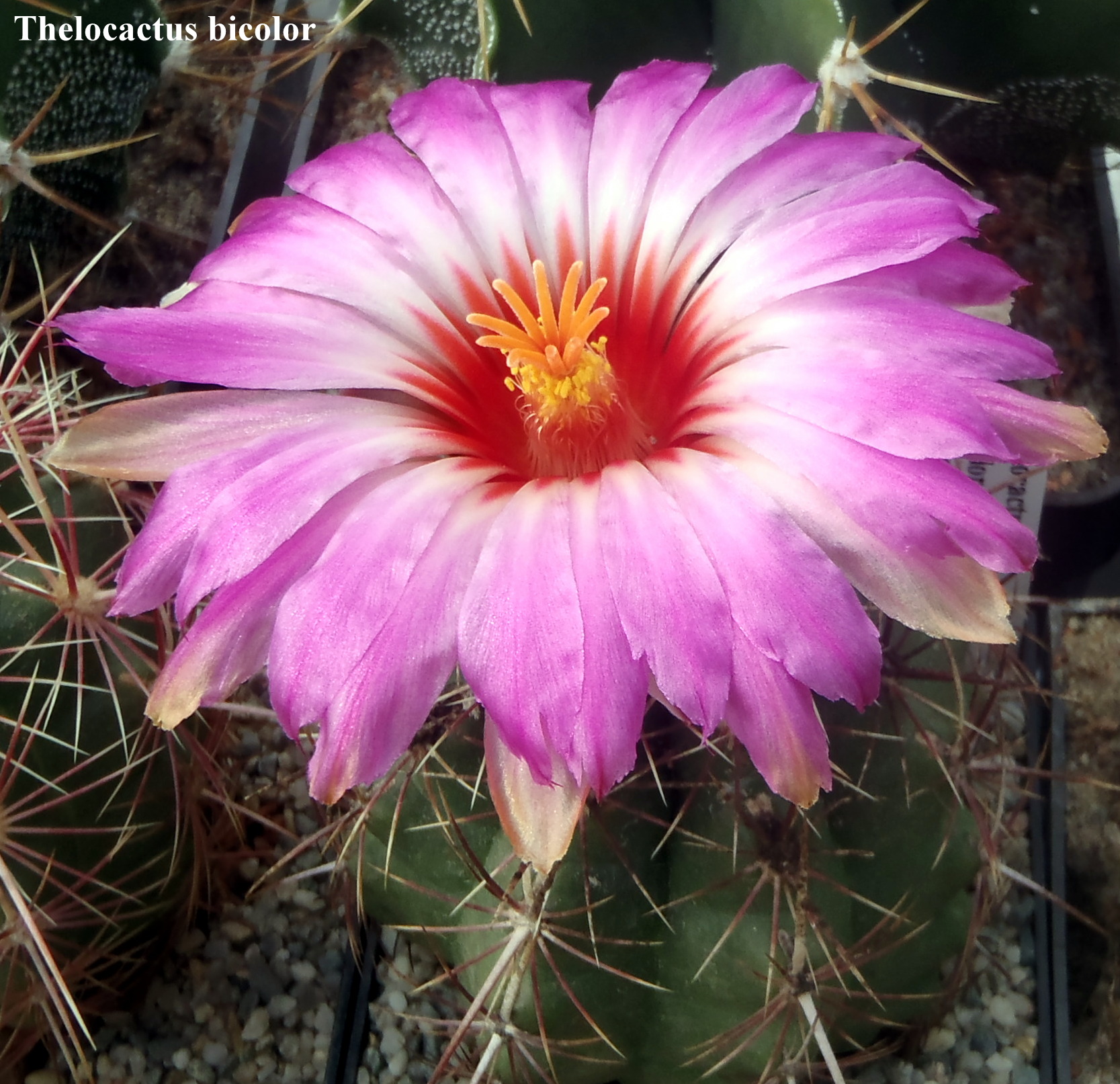 Thelocactus bicolor 20140424