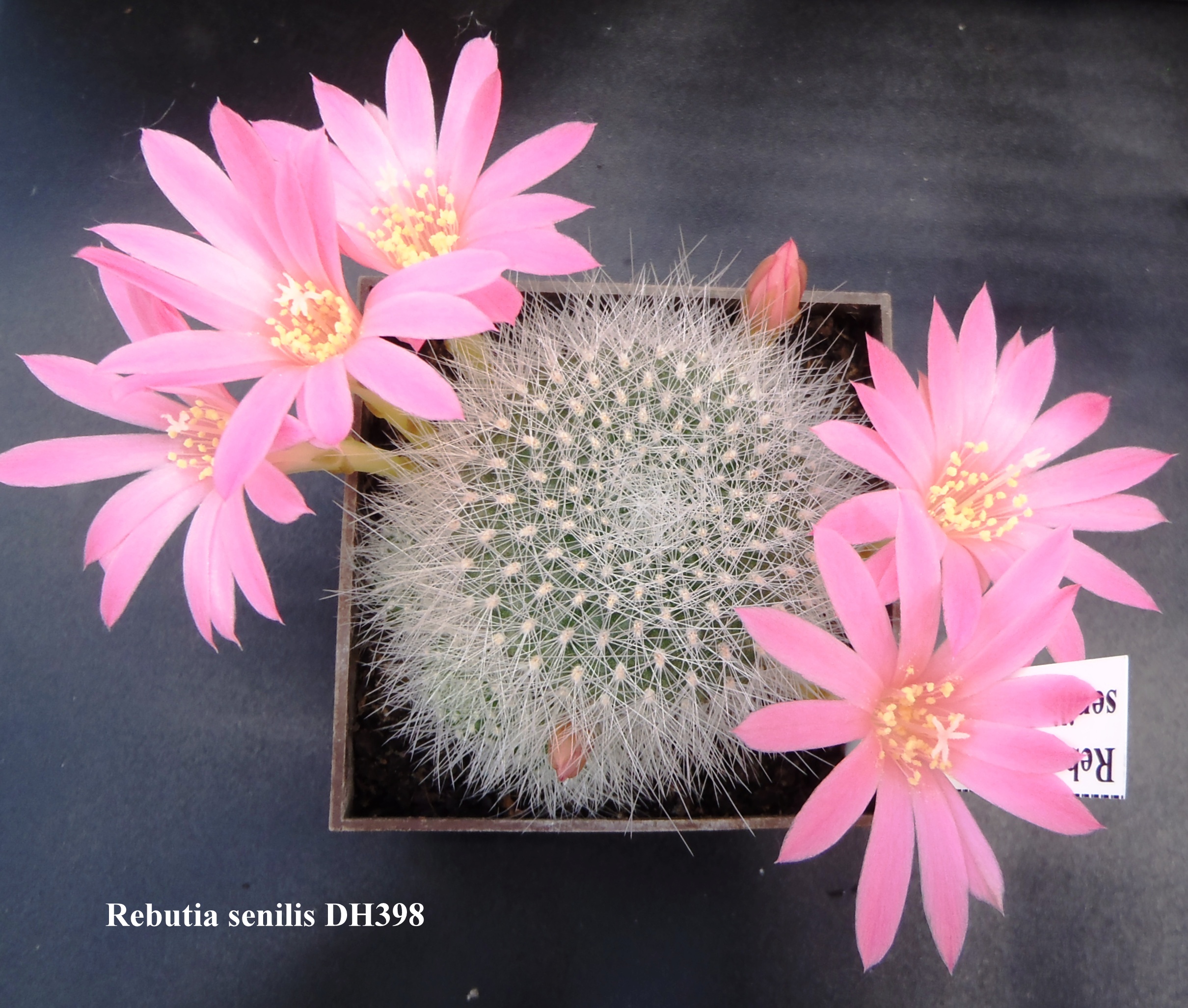 Rebutia senilis DH398 20140421