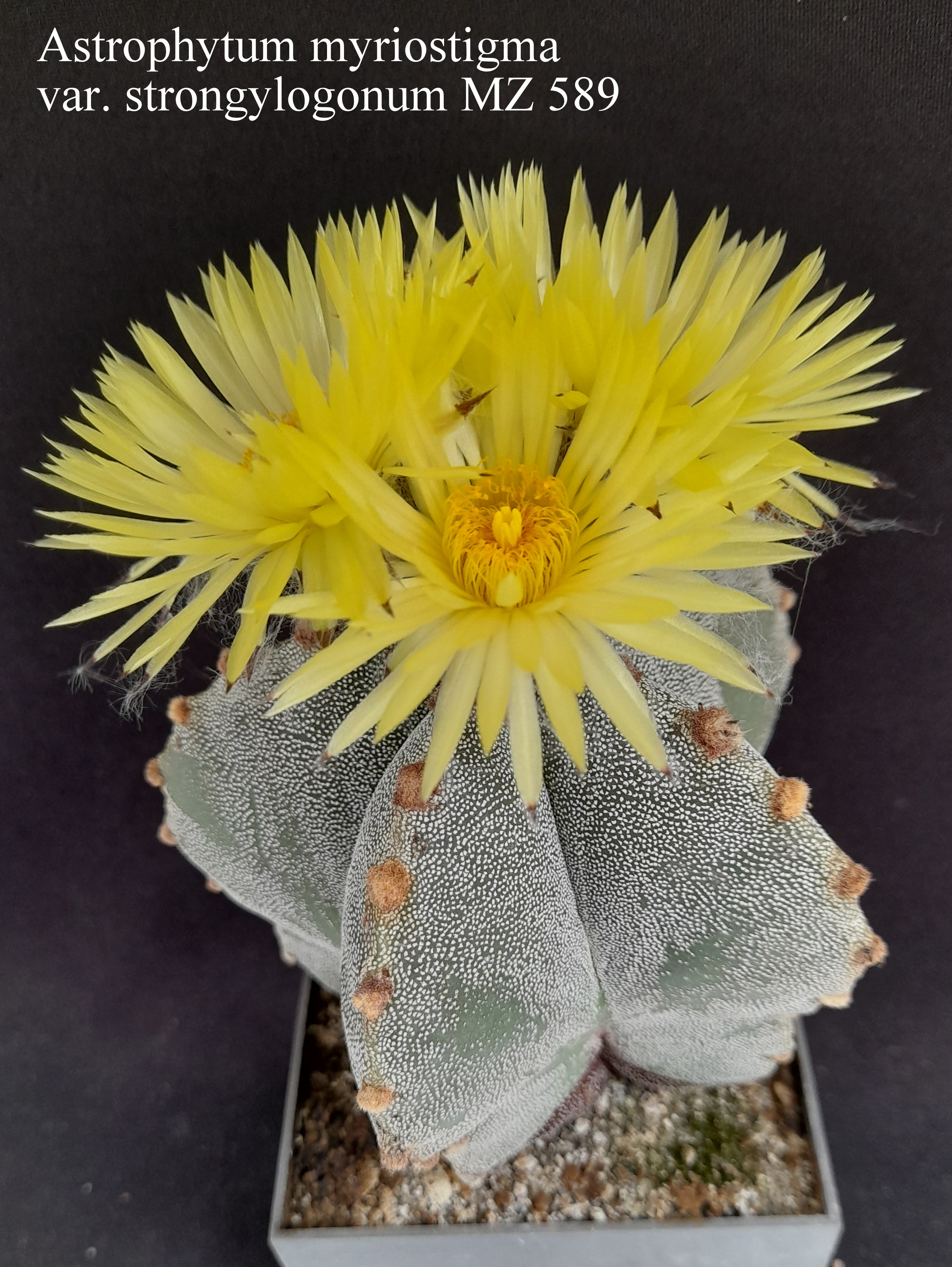 32 Astrophytum myriostigma var. strongylogonum MZ 589 20220712