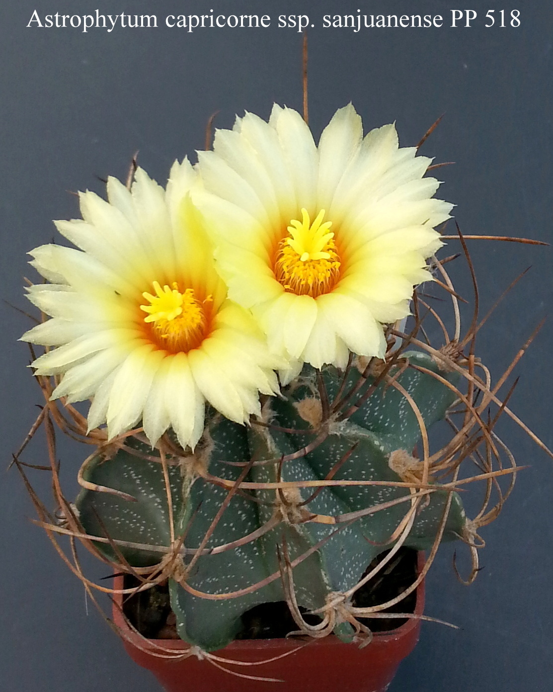 40 Astrophytum capricorne ssp. sanjuanense PP 518 20180512