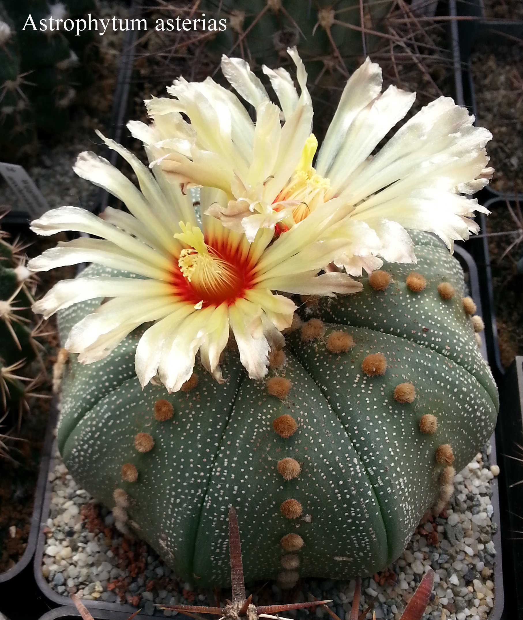 1 Astrophytum asterias 20180503