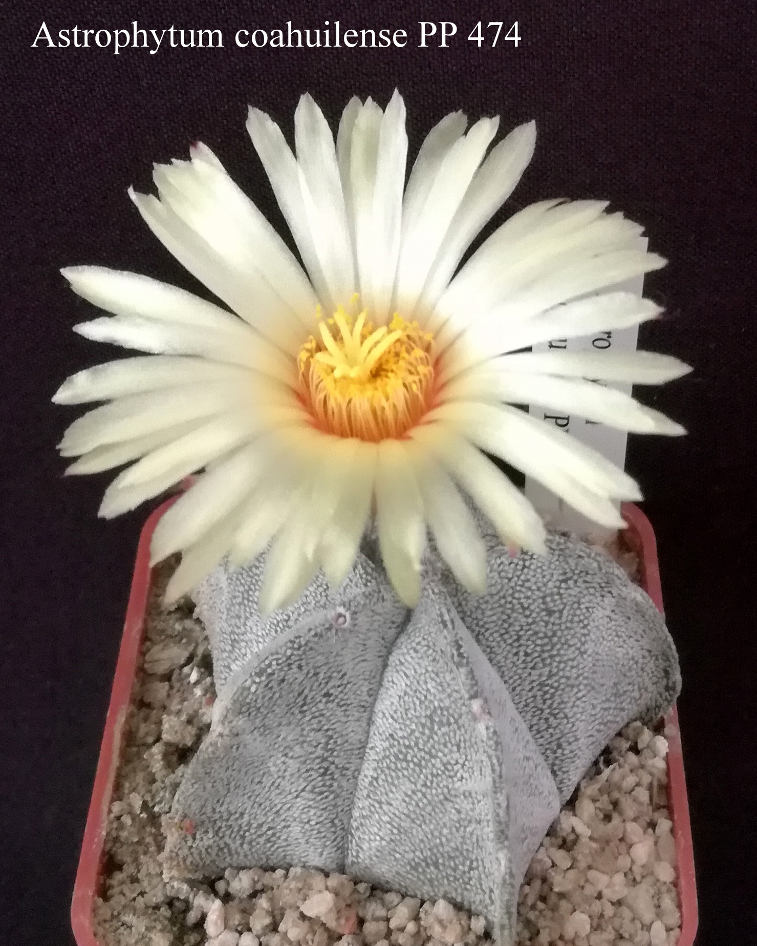 9 Astrophytum coahuilense PP 474 20210716 131317