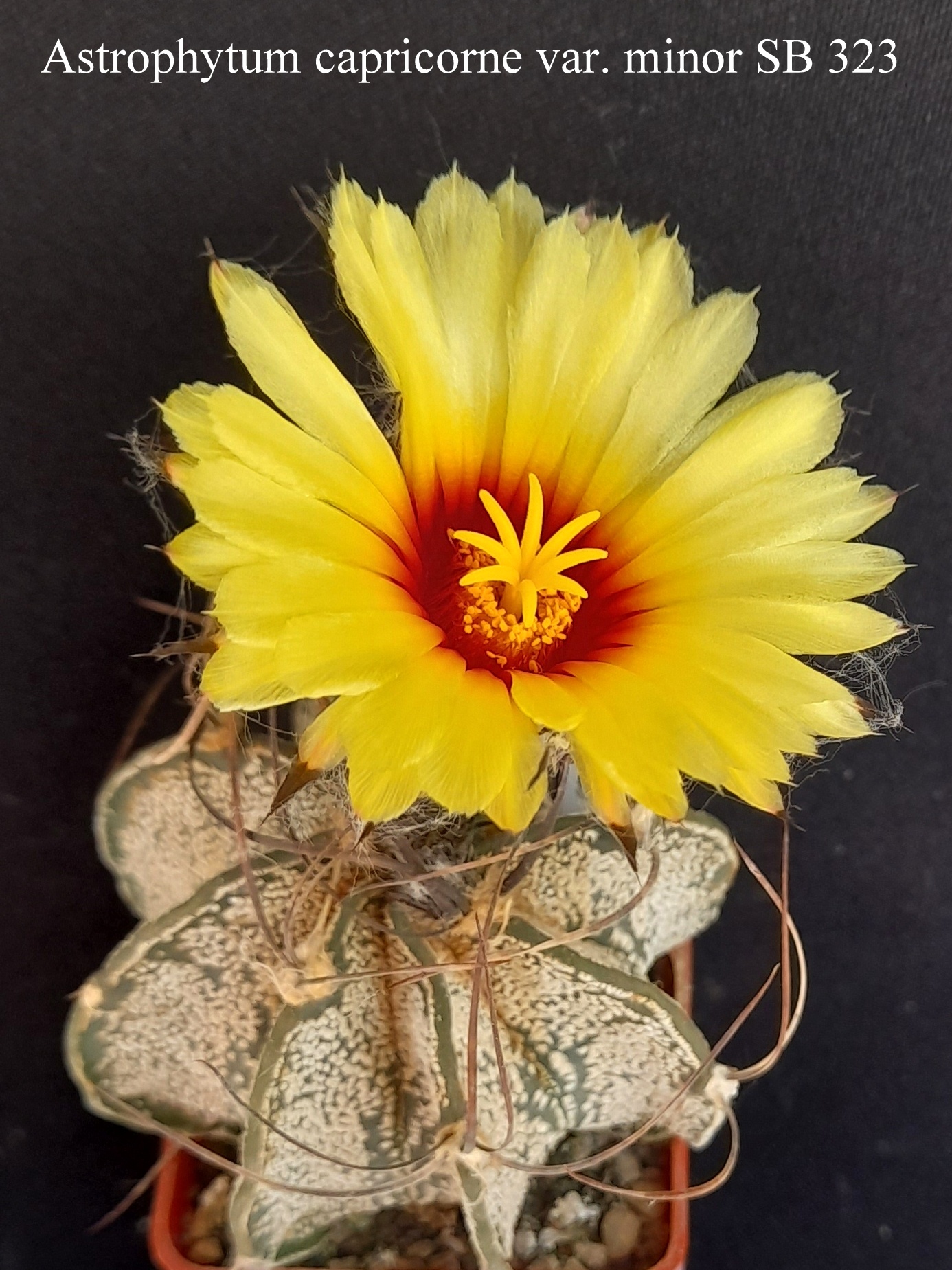 64 Astrophytum capricorne var. minor SB 323 20240525 150748