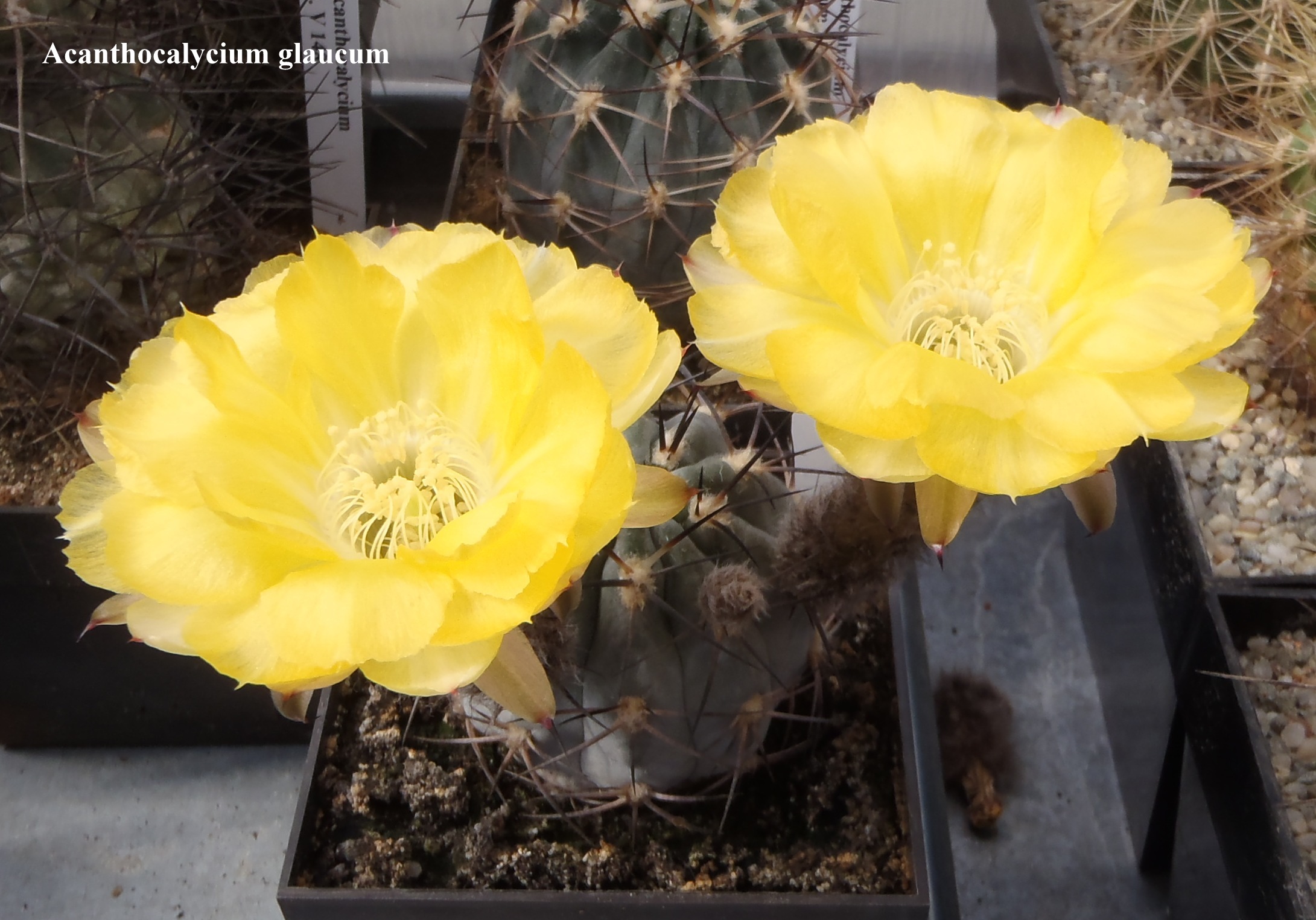 Acanthocalycium glaucum 20140610