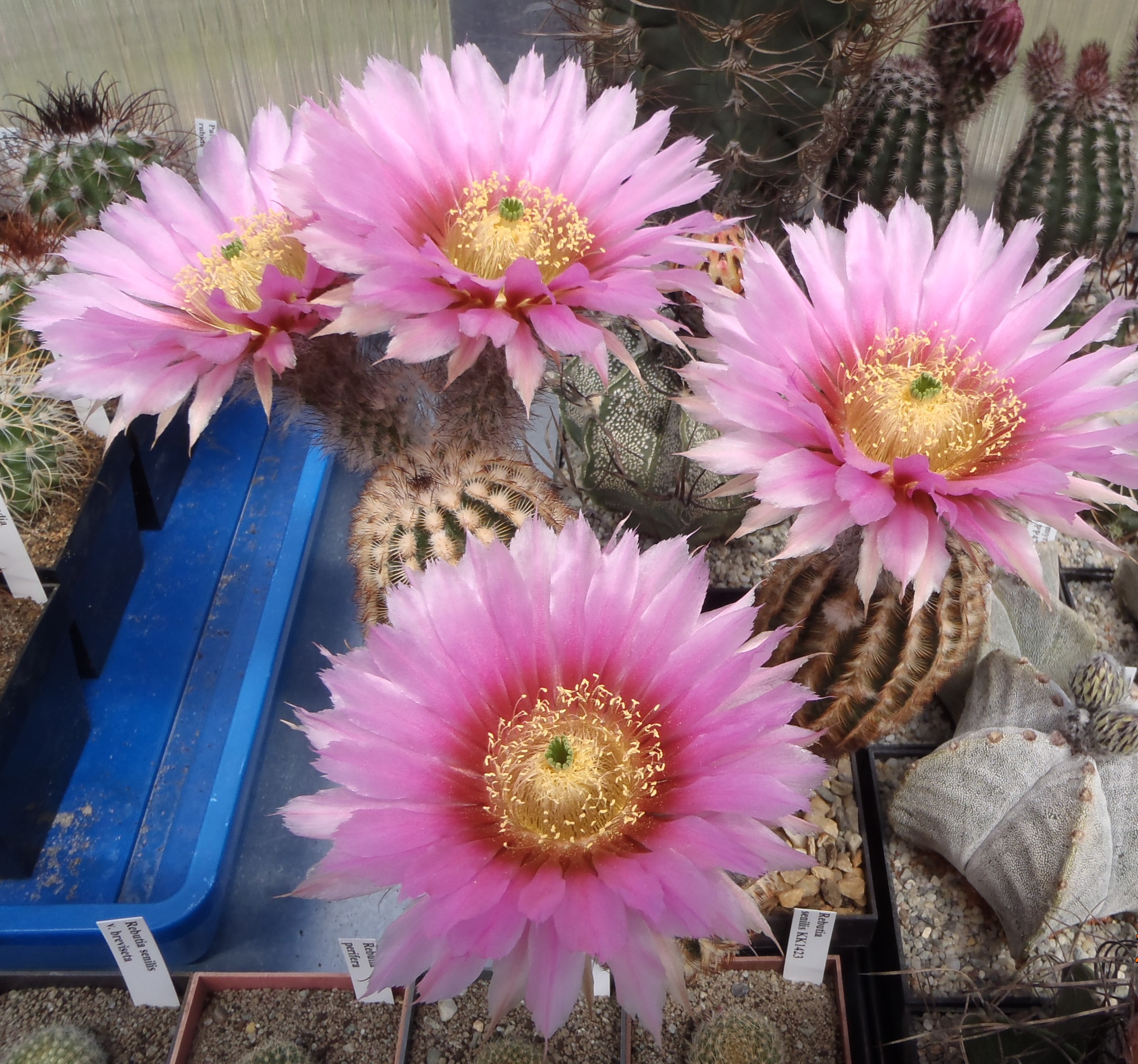 Echinocereus pectinatus 20140523