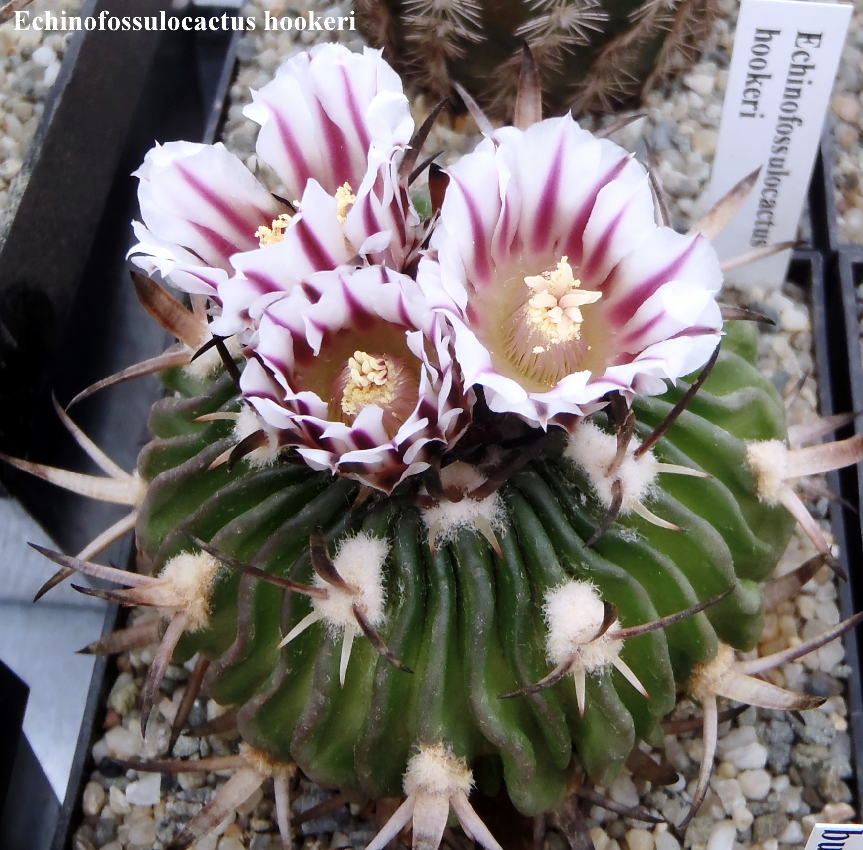 Echinofossulocactus hookeri 20140413