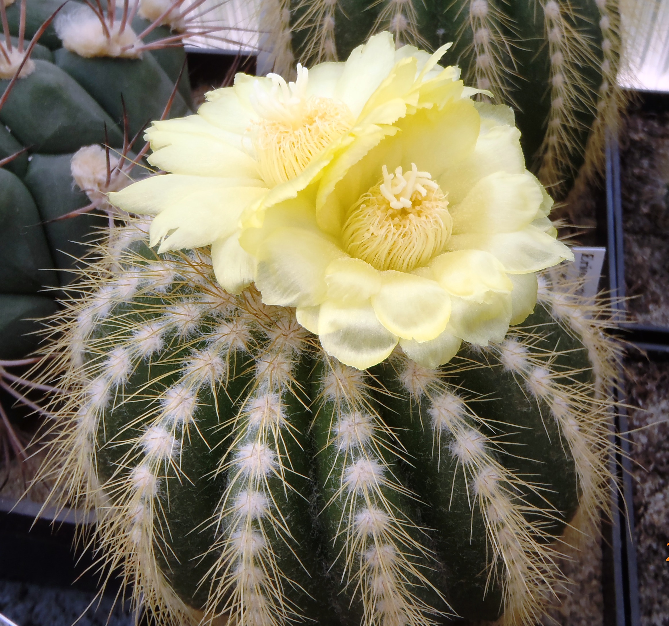 Eriocactus warasii 20140623 a