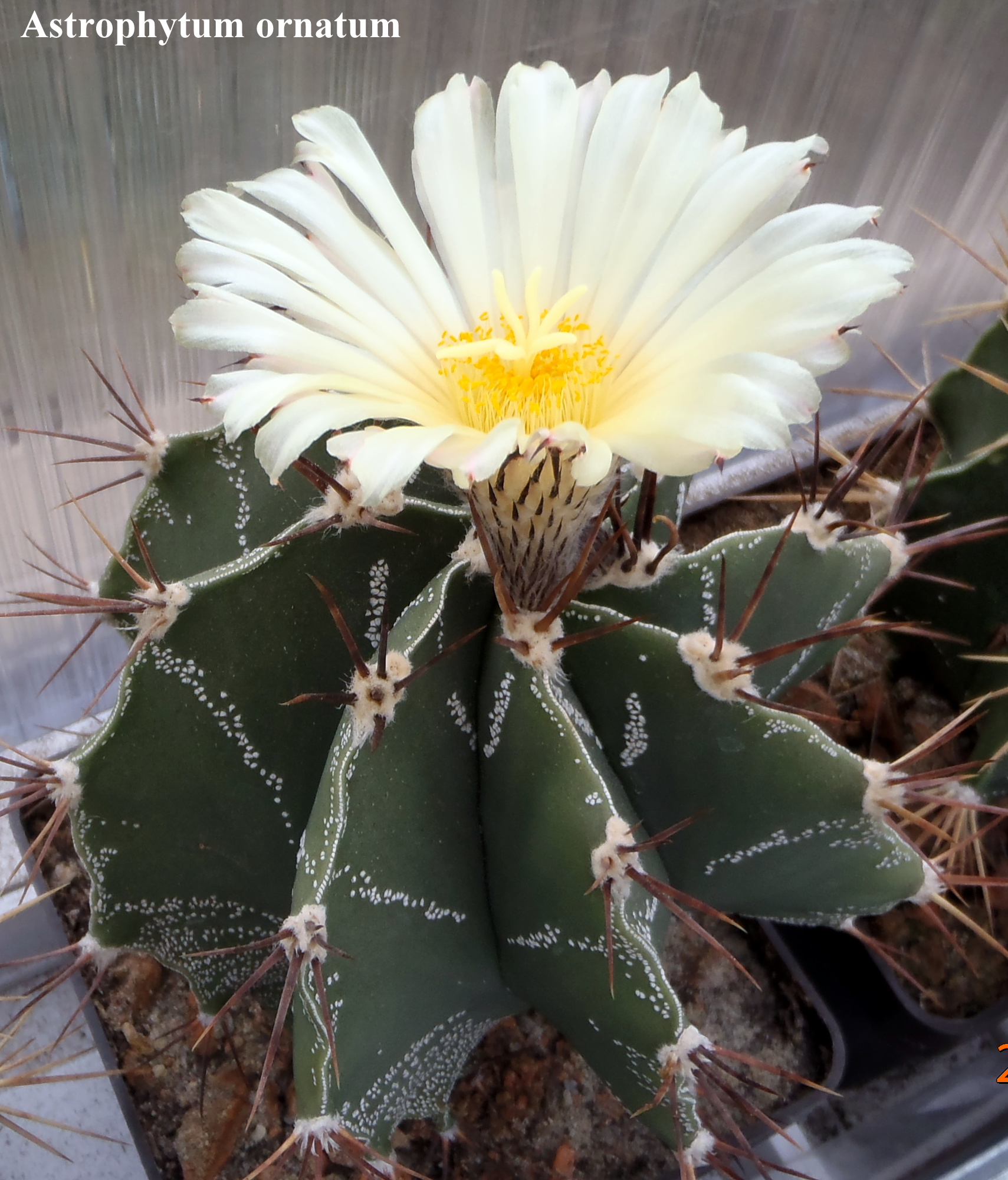 Astrophytum ornatum 20140422