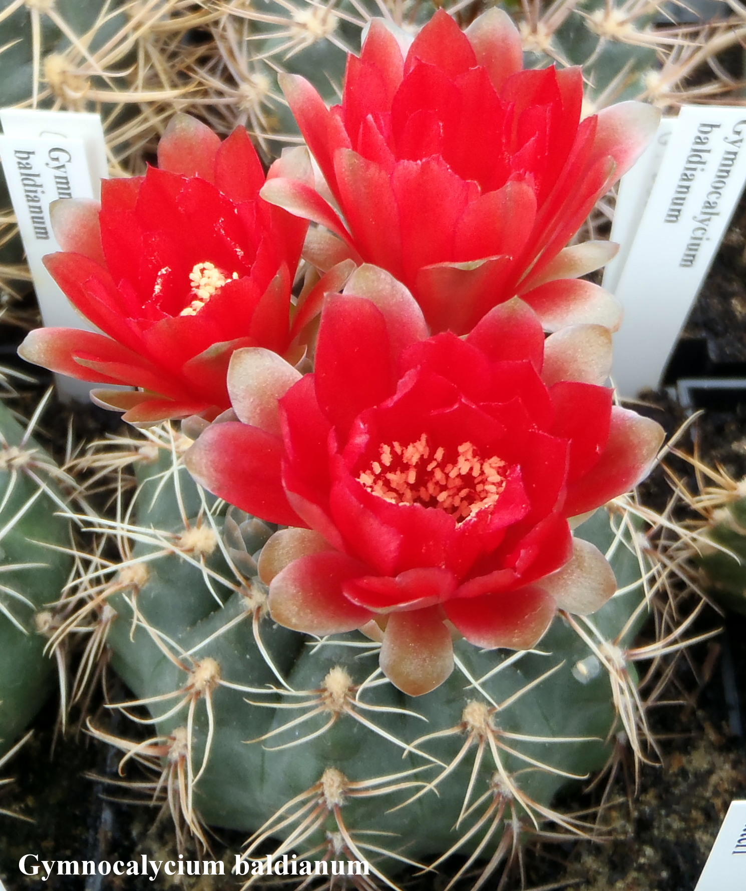 Gymnocalycium baldianum 20140513