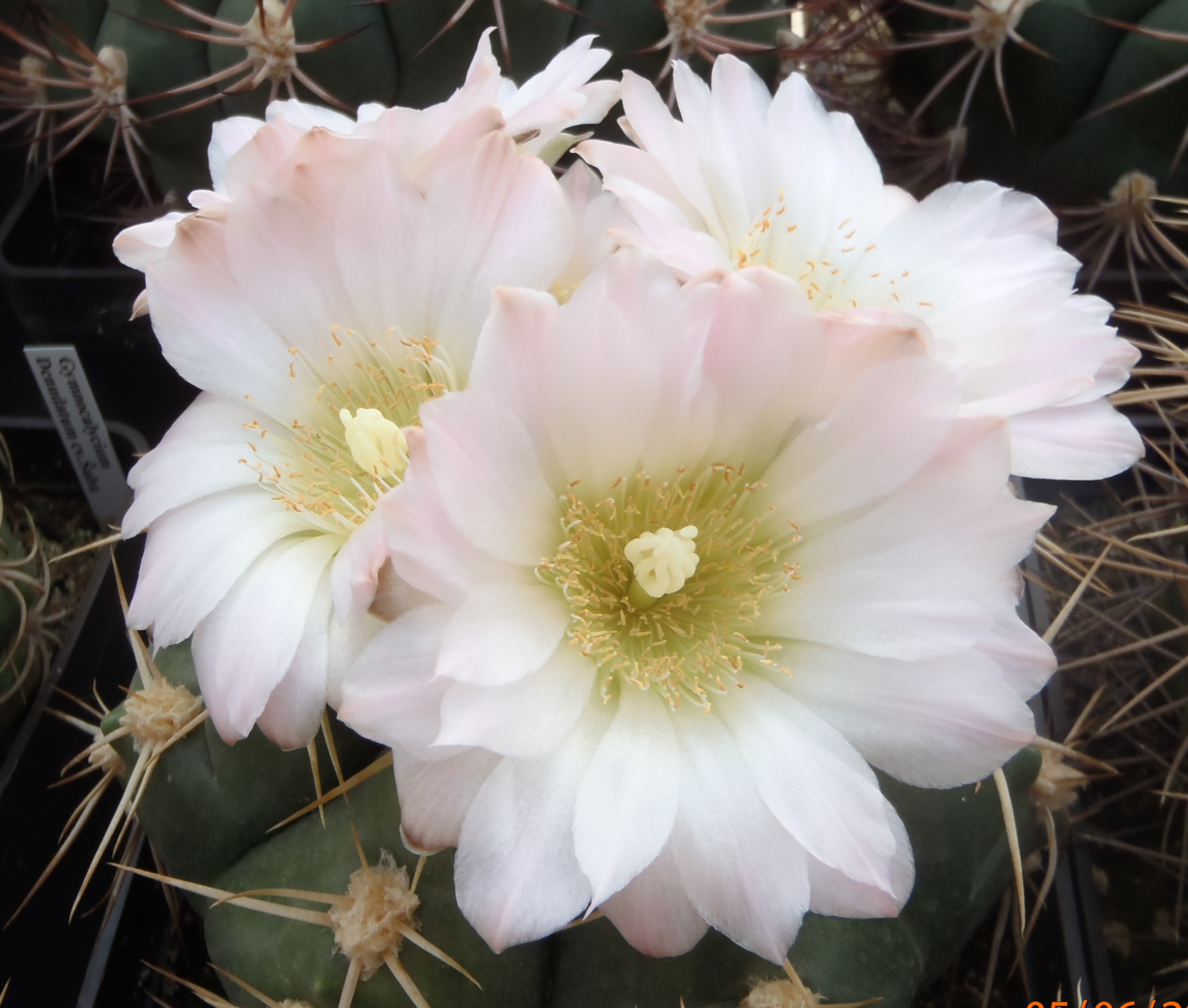 Gymnocalycium denudatum 20140605