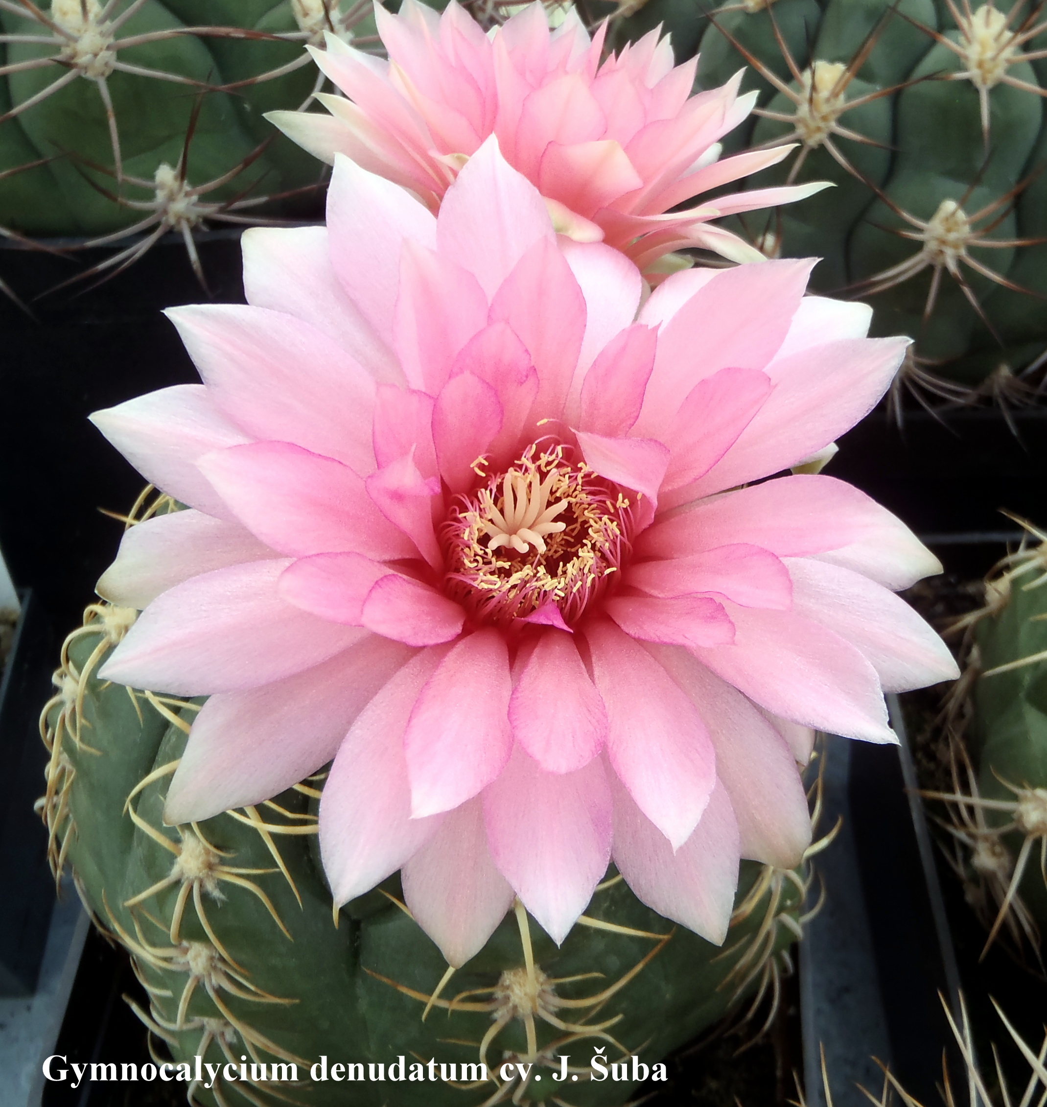 Gymnocalycium denudatum cv. J. Šuba 20140519 k