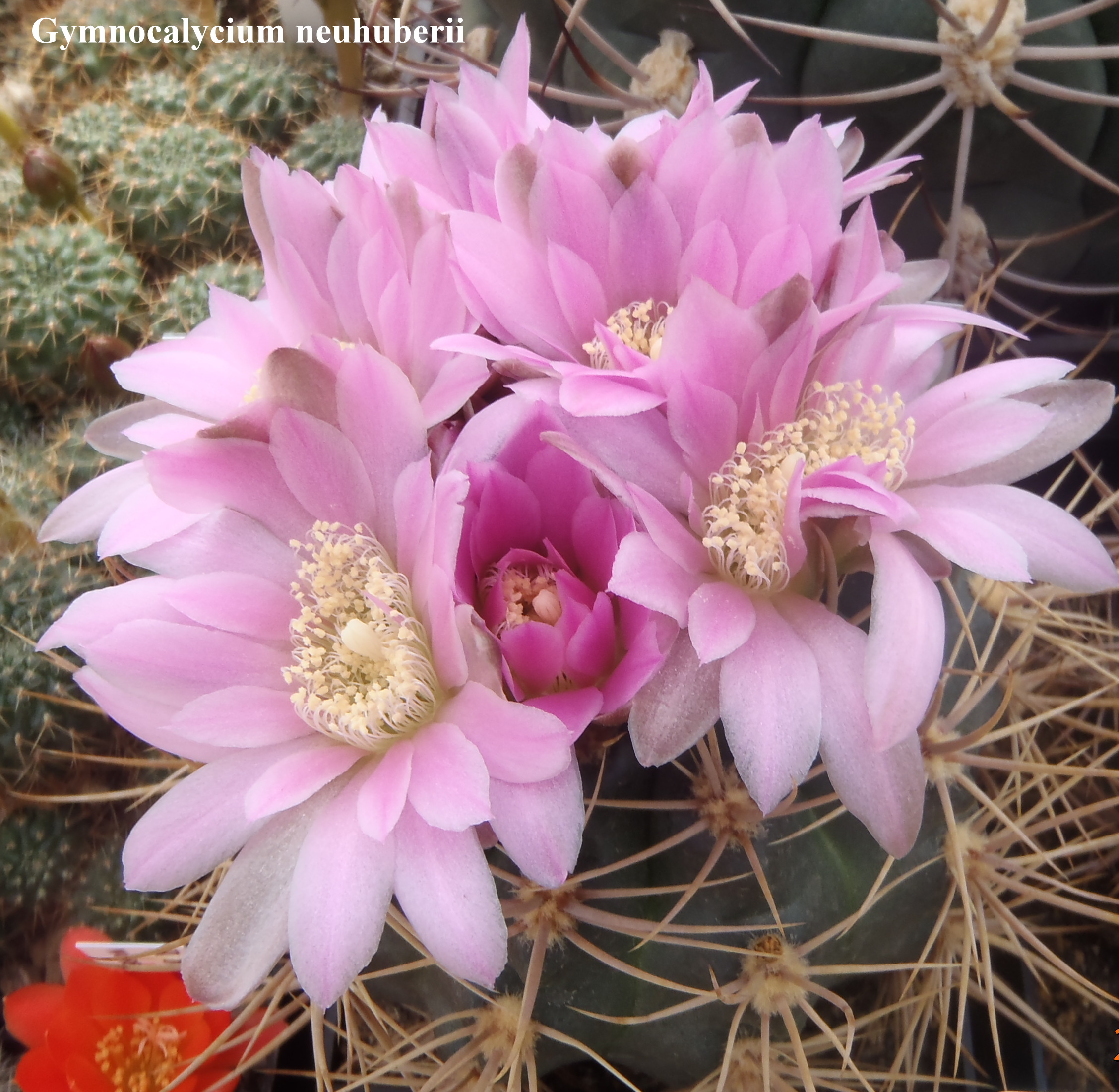 Gymnocalycium neuhuberii 20140428