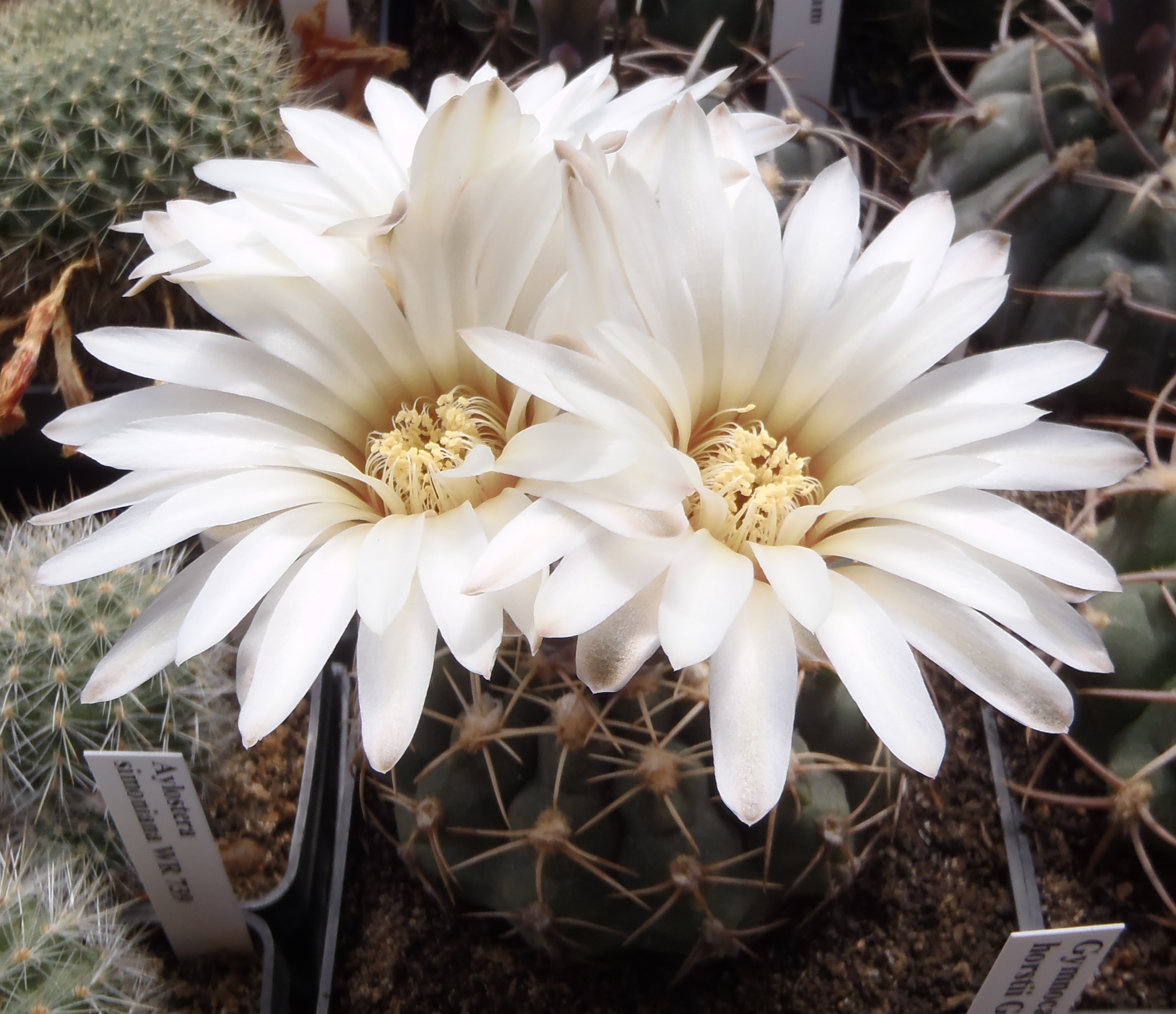 Gymnocalycium qehlianum 20140628