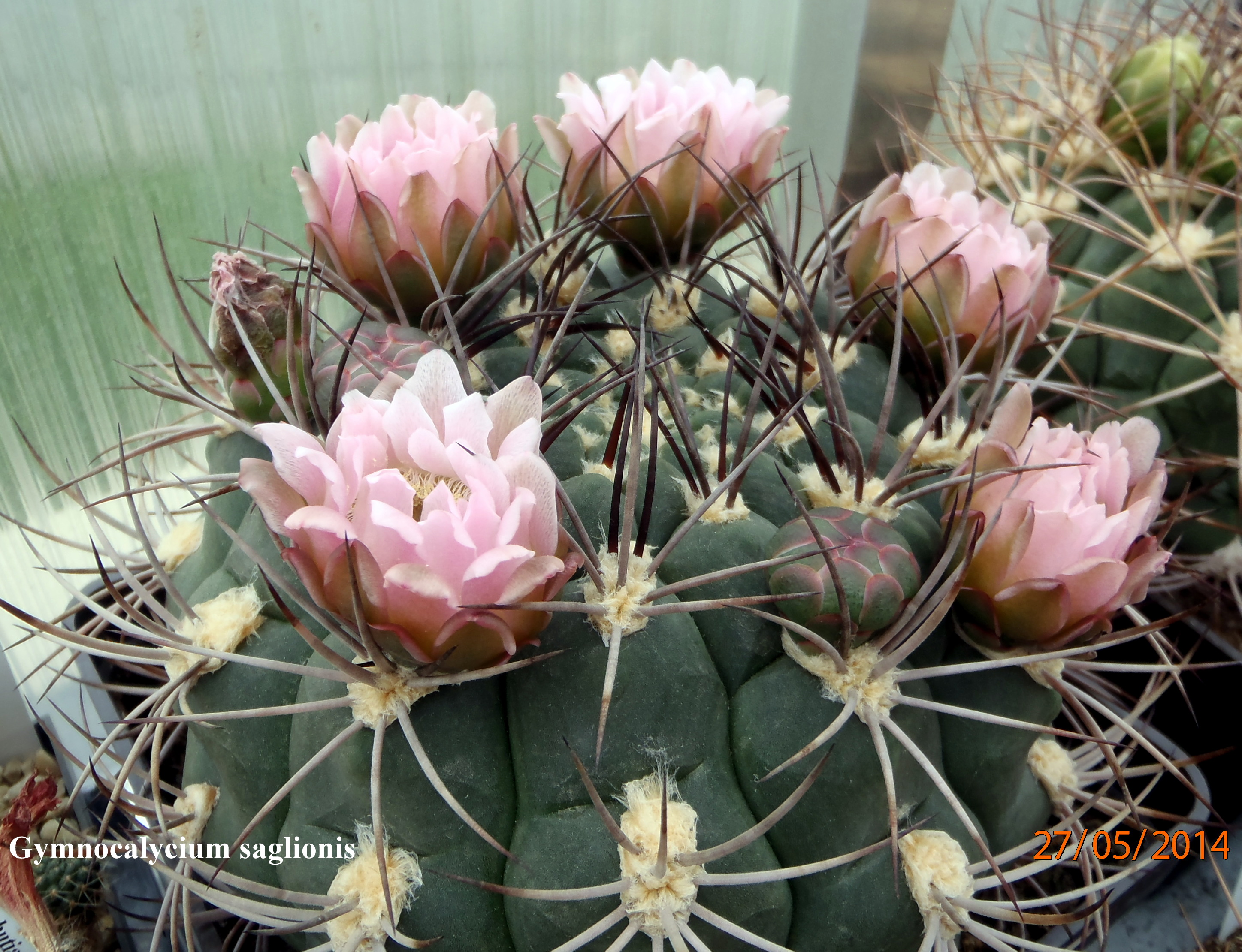 Gymnocalycium saglionis 20140527