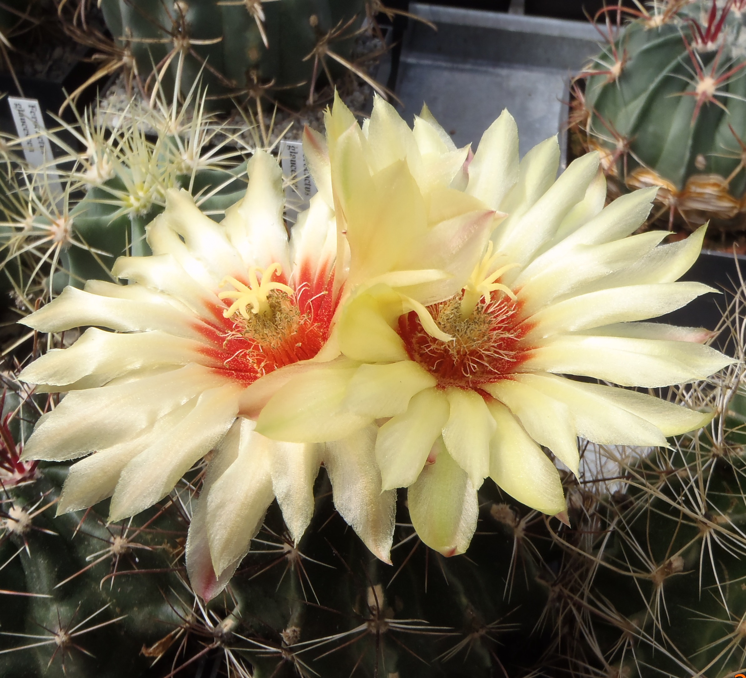 Hamatocactus setispinus 20140628