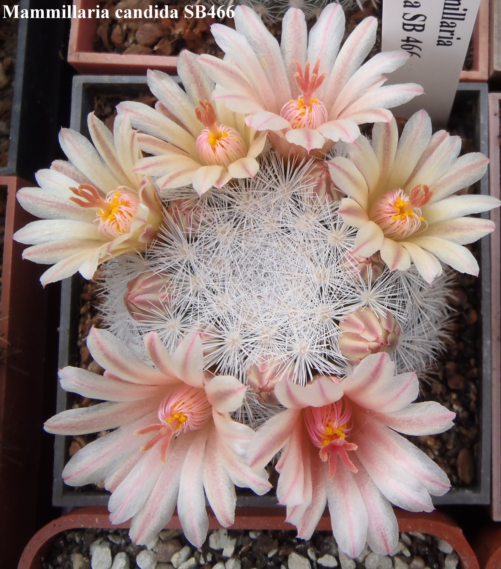 Mammillaria candida SB466 20140421