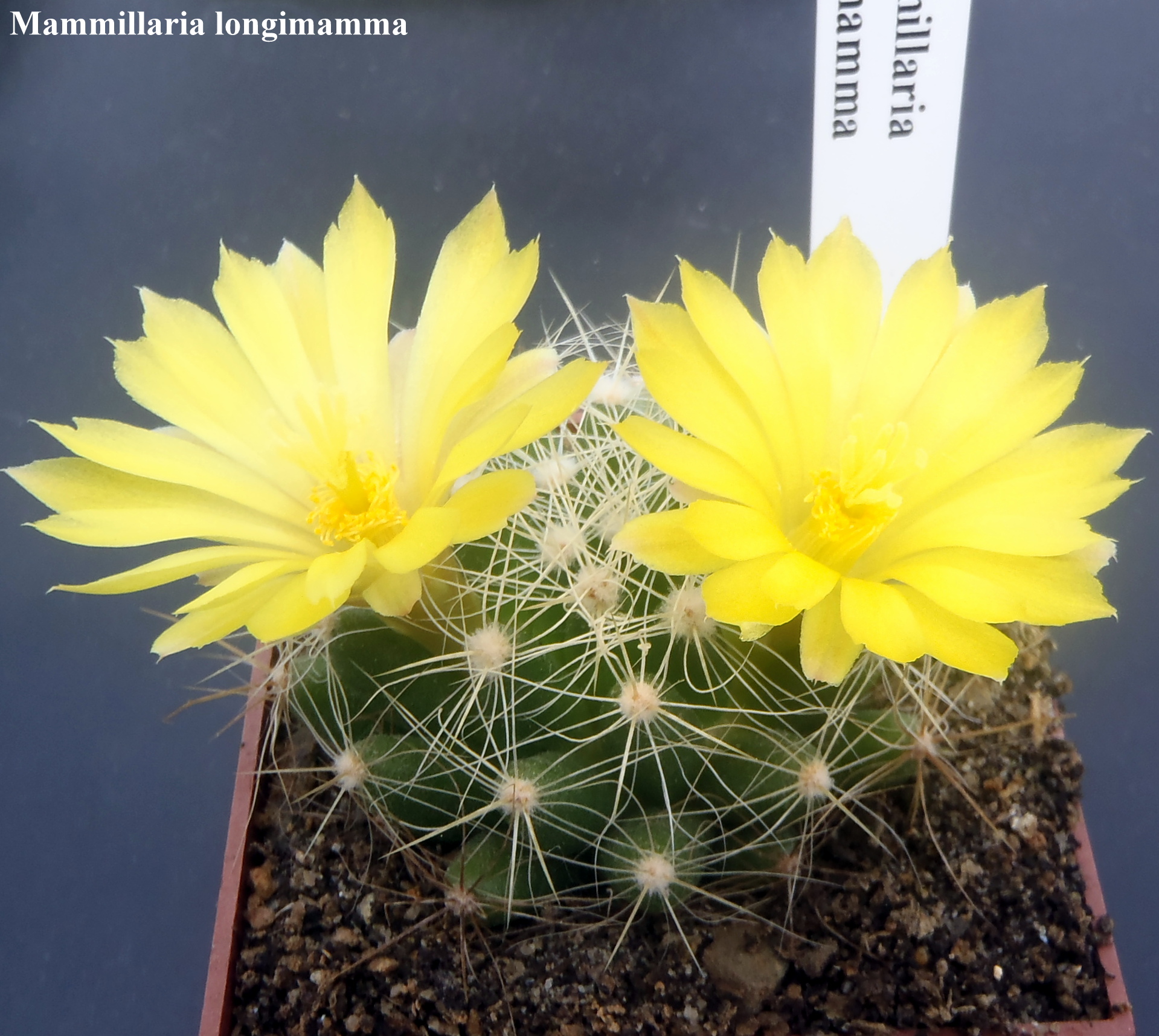 Mammillaria longimamma 20140526 