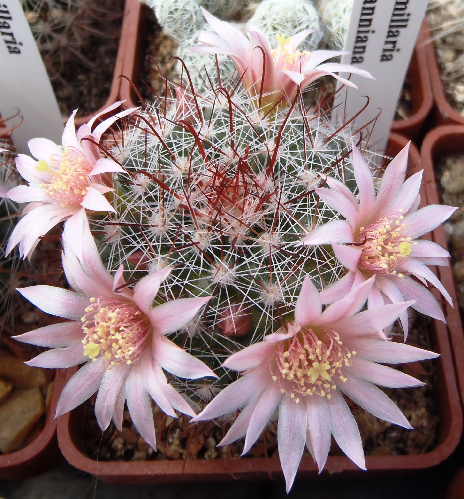 Mammillaria zelmanniana 20140820