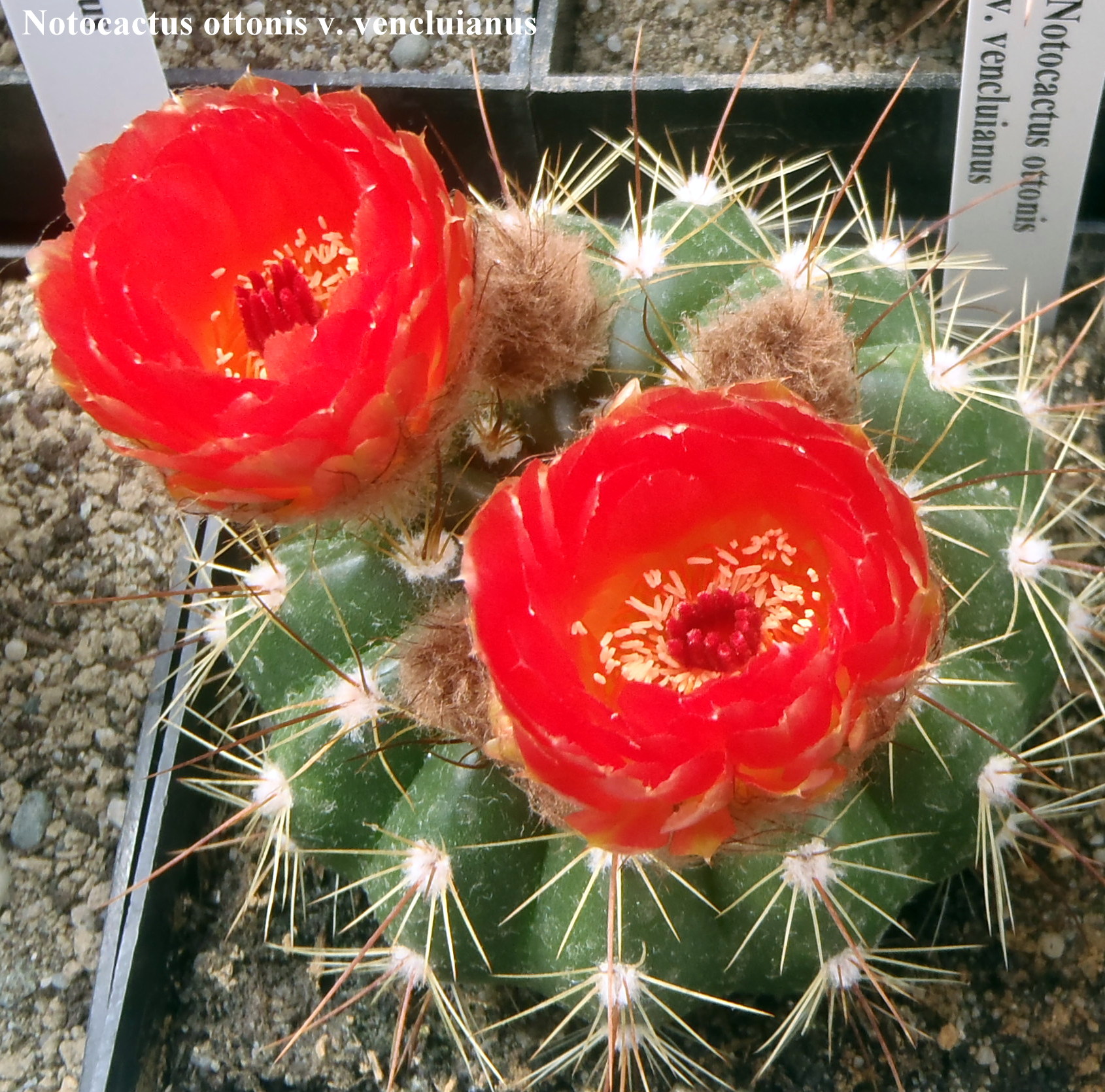 Notocactus ottonis v. vencluianus 20140526 2