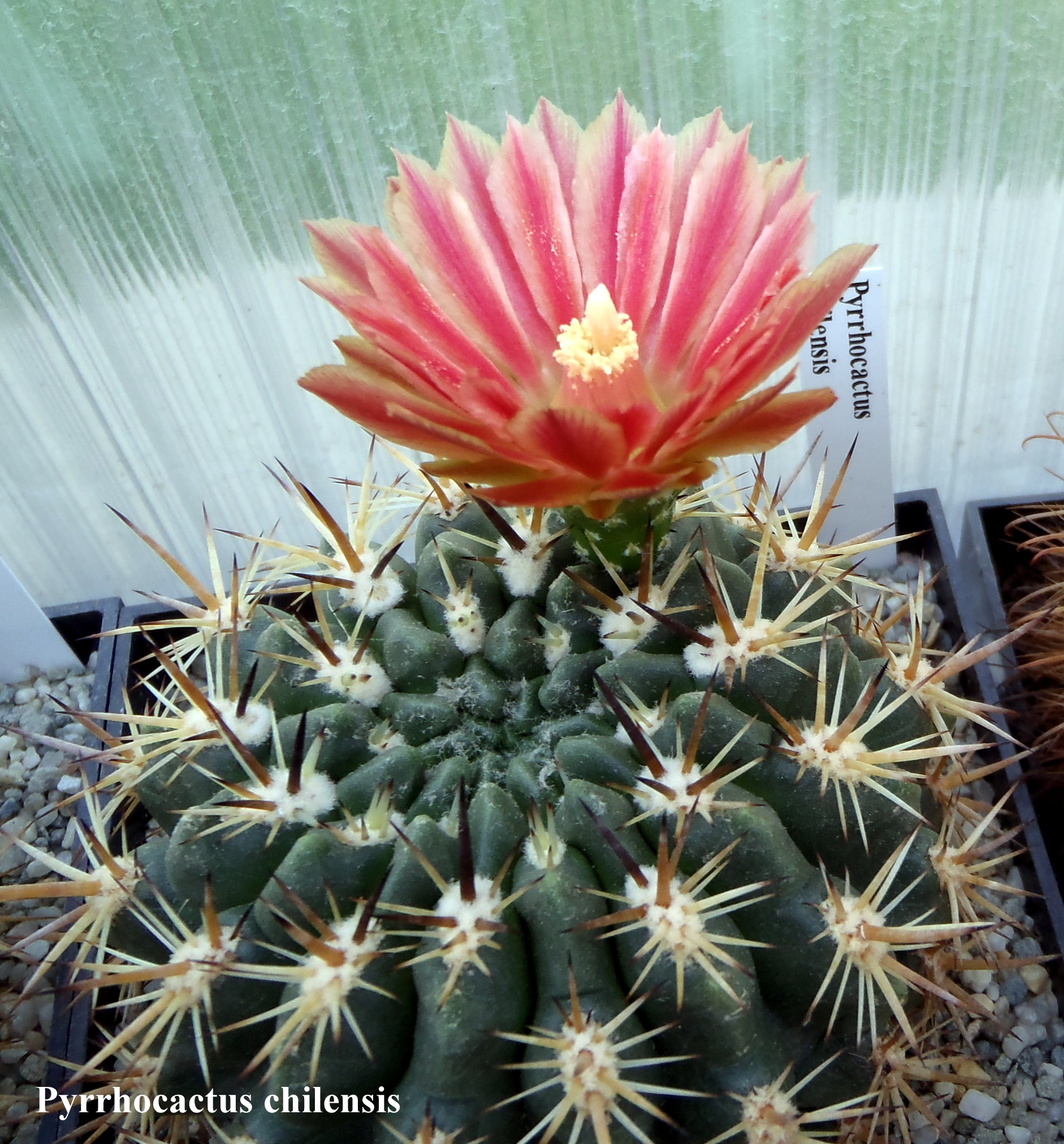 Pyrrhocactus chilensis 20140528