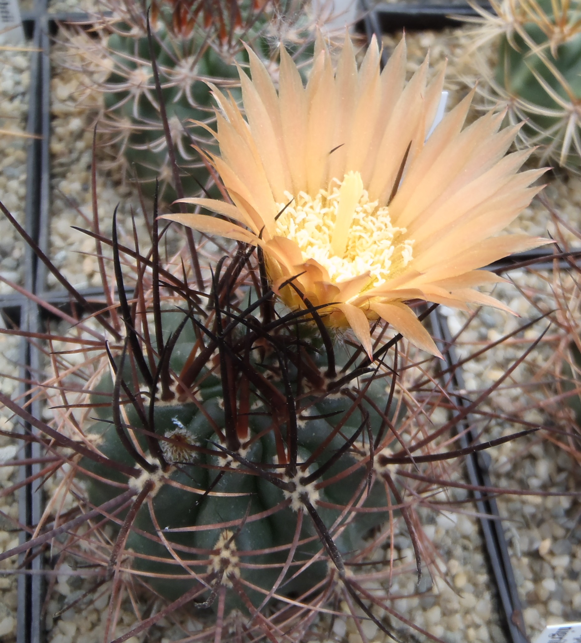 Pyrrhocactus sp JN51 20140521 3