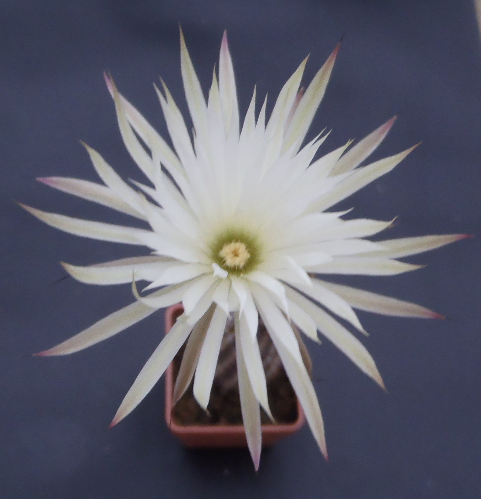 Setiechinopsis mirabilis 20140721 k