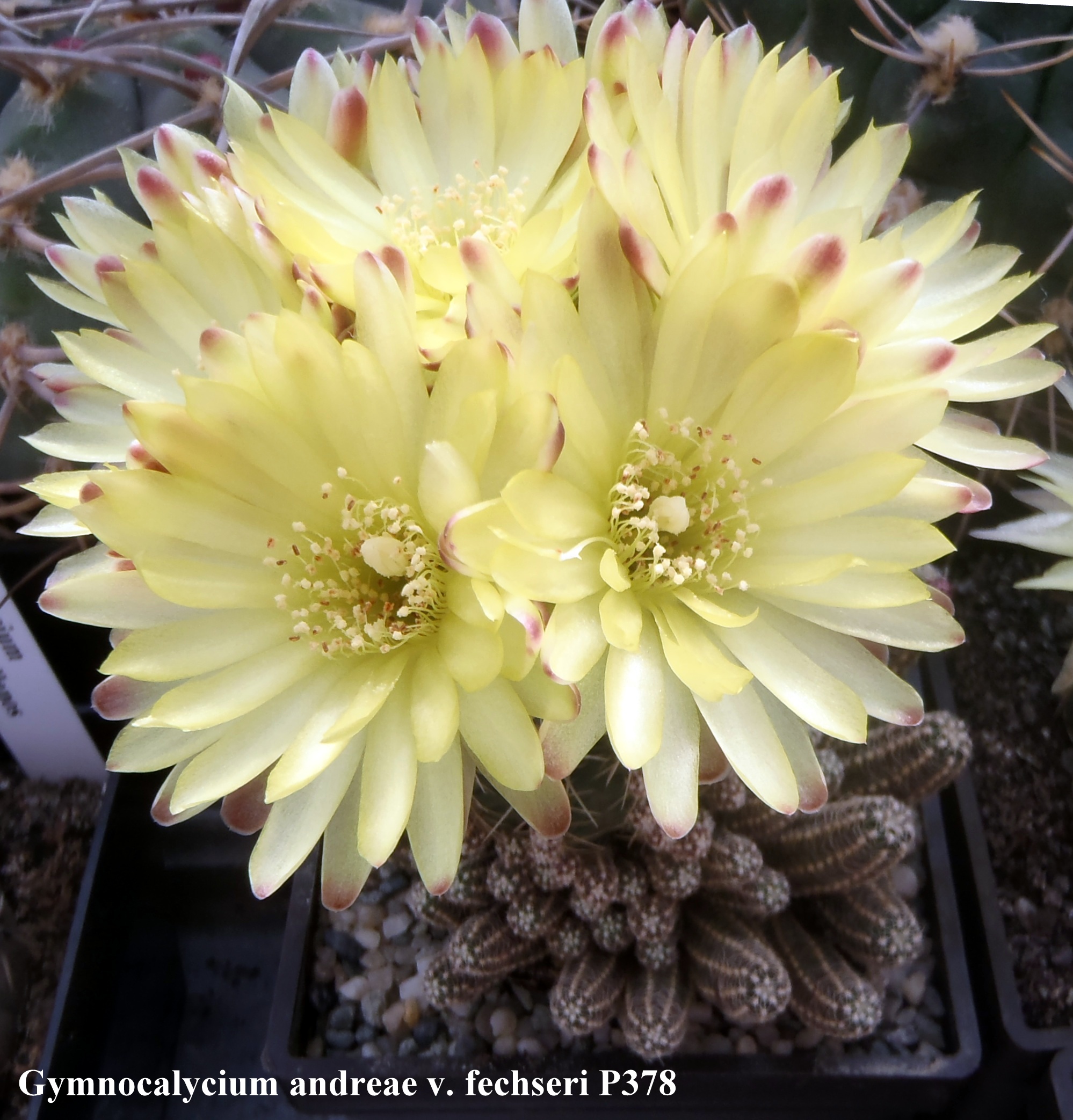 Gymnocalycium andreae v. fechseri P378 20140428