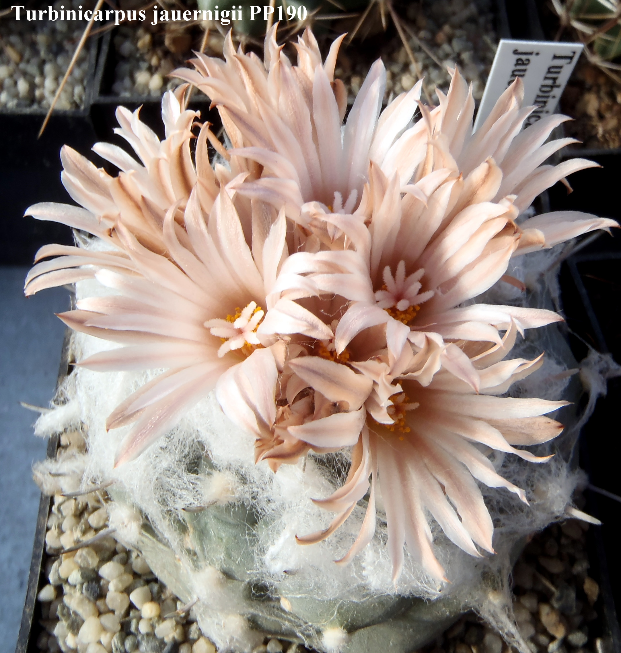 Turbinicarpus jauernigii PP190 20141026