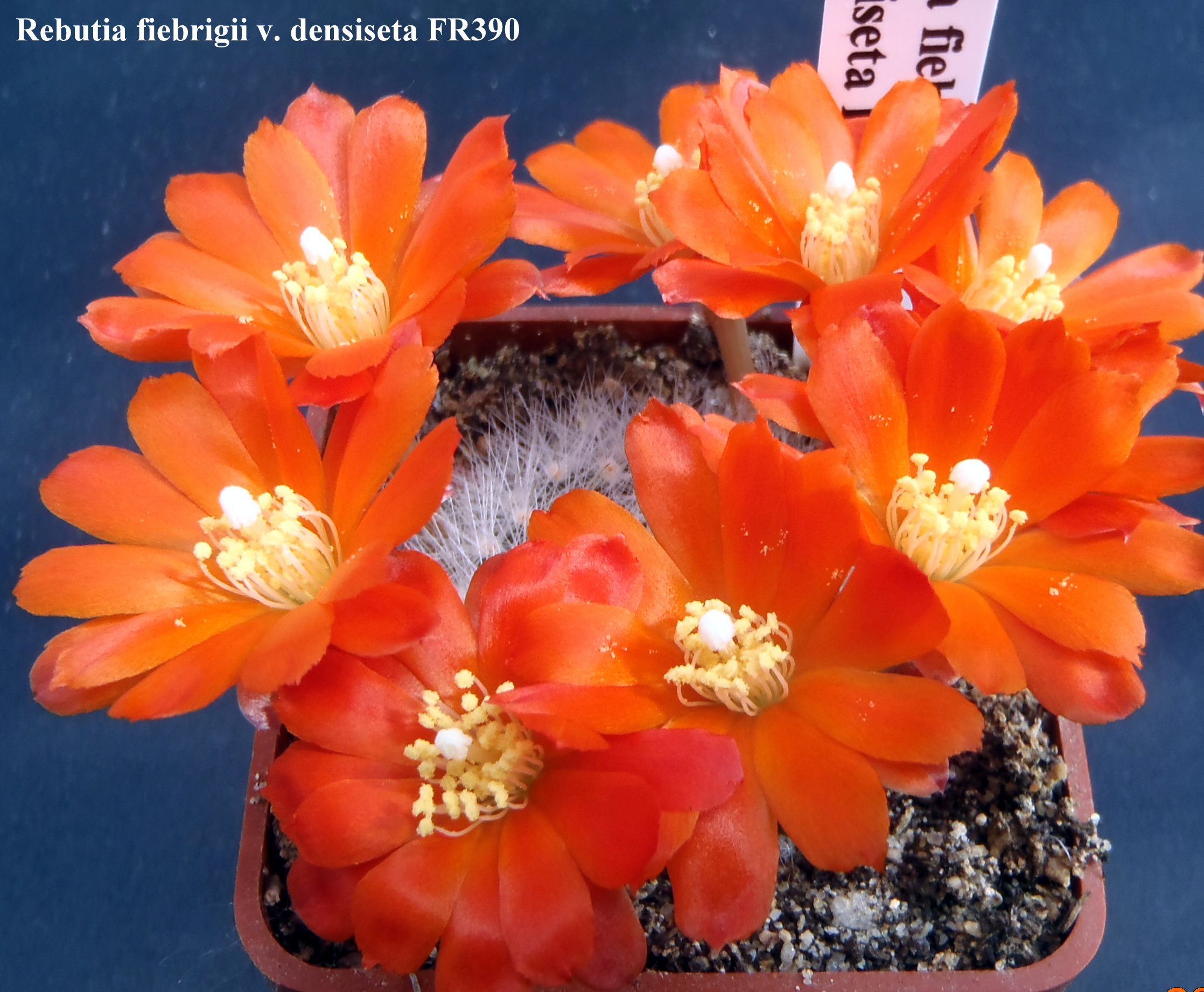 Rebutia fiebrigii v densiseta FR390 20140528