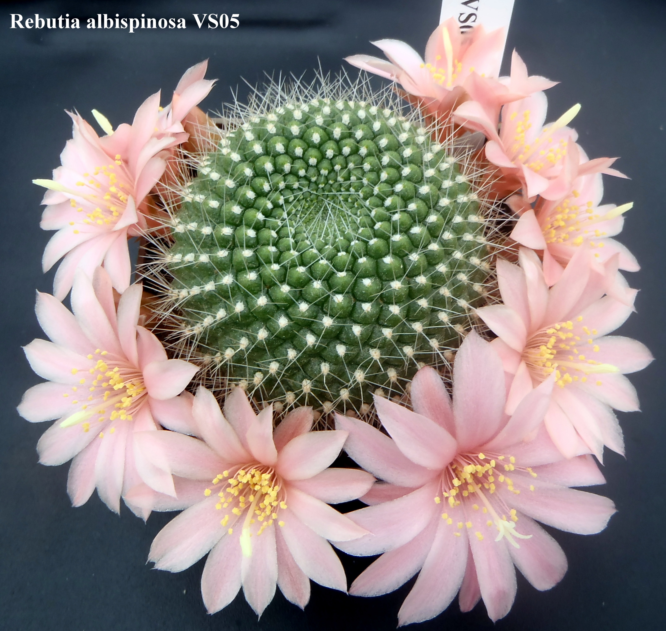 Rebutia albispinosa VS05 20140423