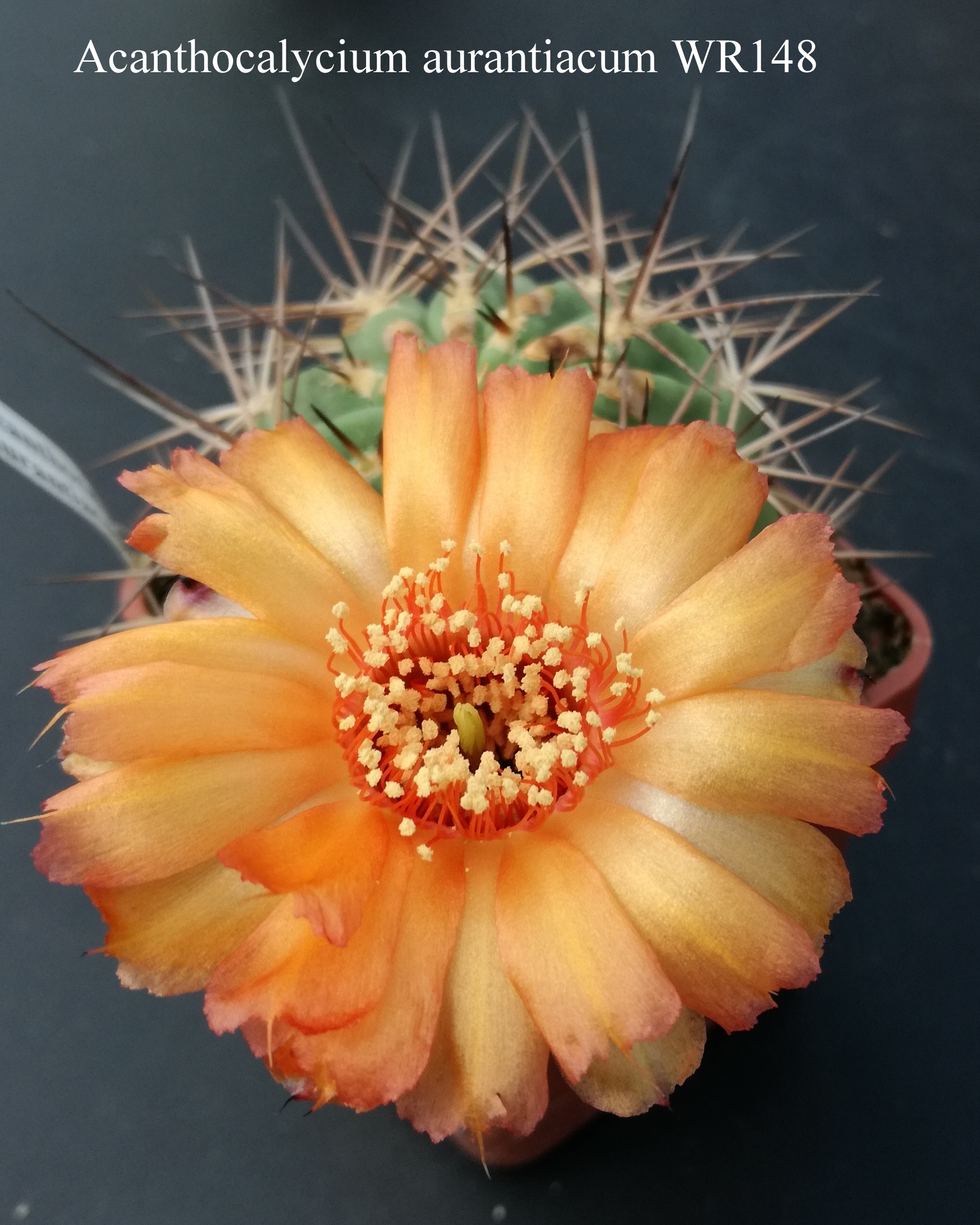 Acanthocalycium aurantiacum WR148 20180522 (2)