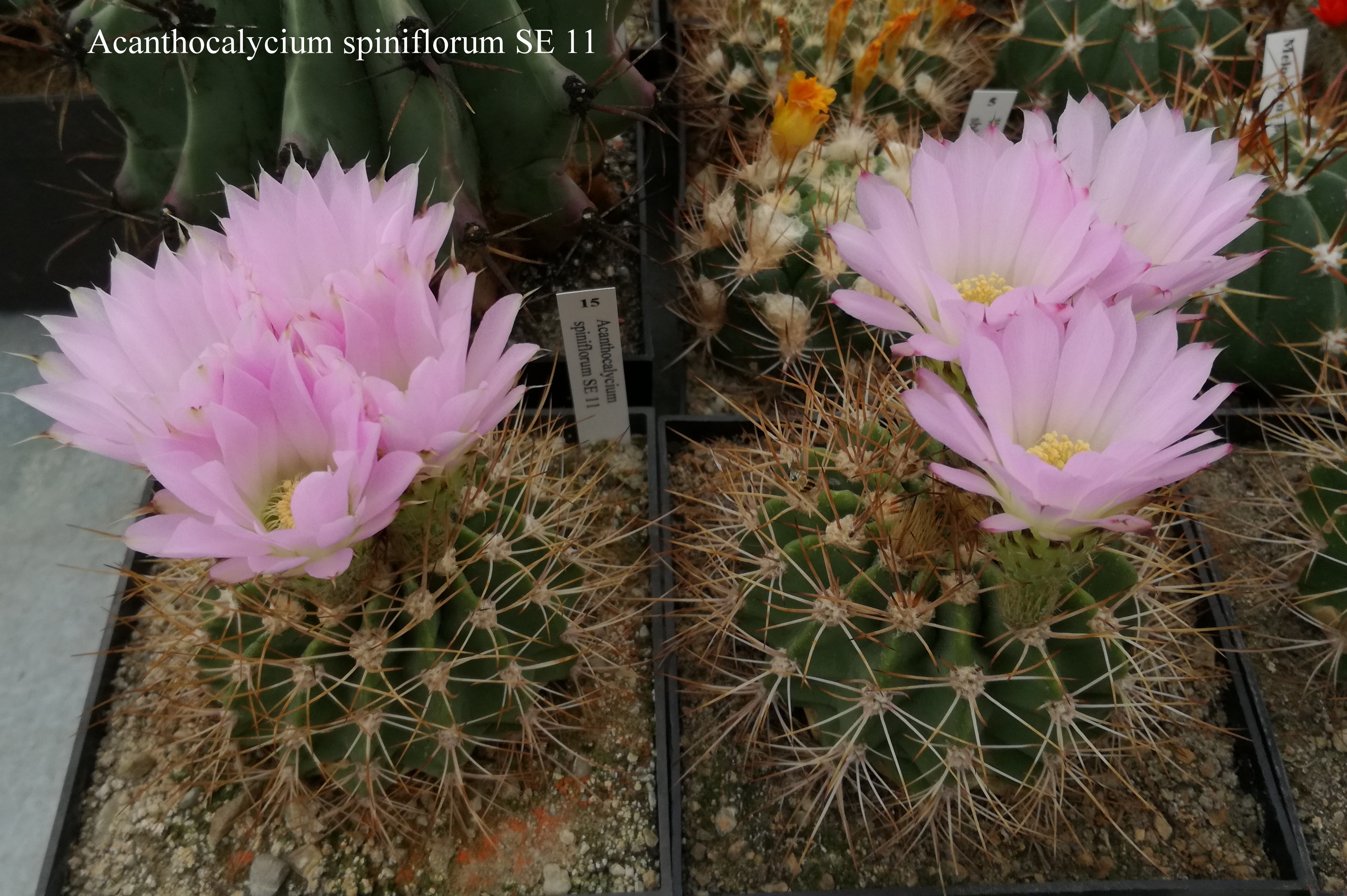 Acanthocalycium spiniflorum SE 11 20180613