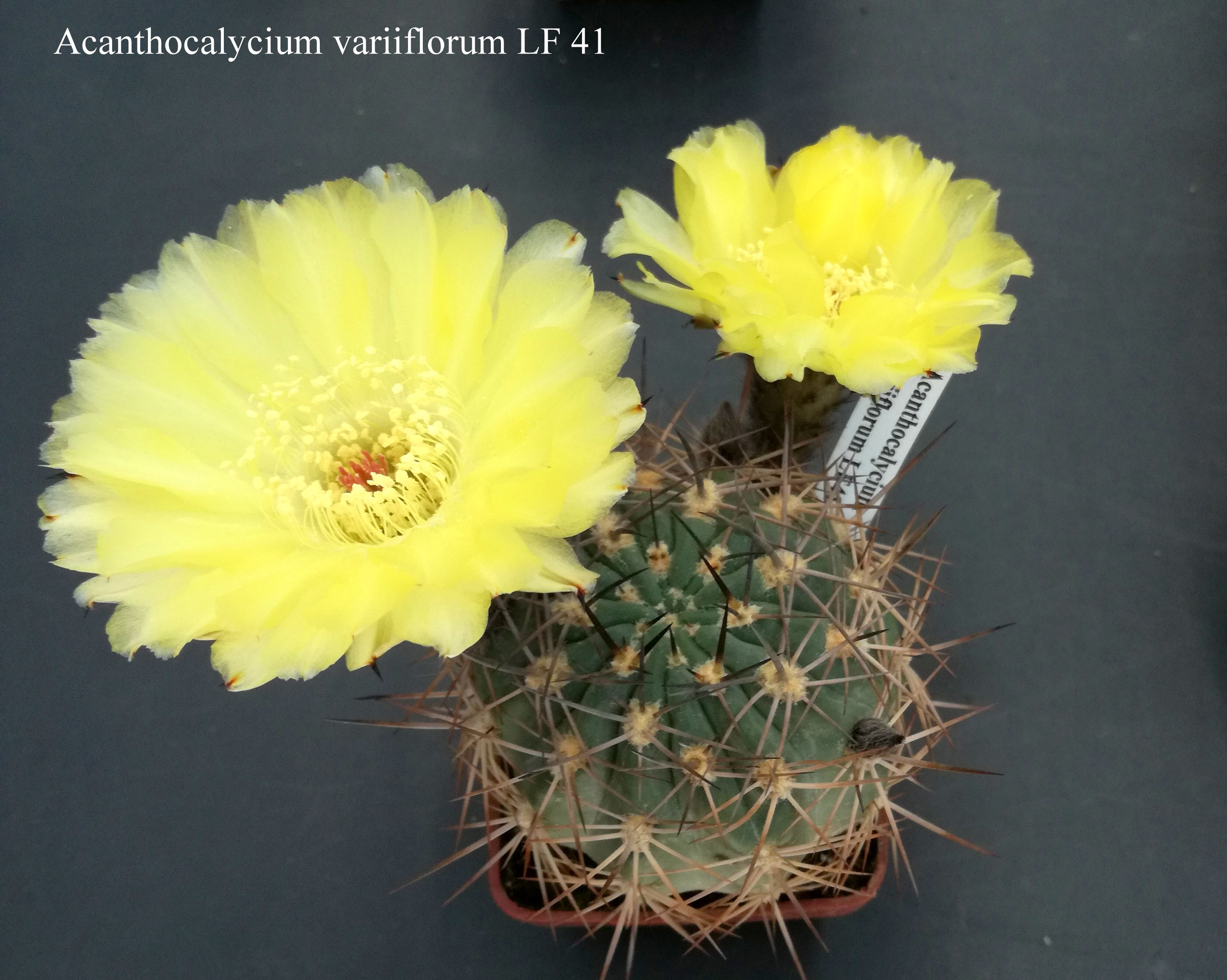 Acanthocalycium variiflorum LF 41 20180522