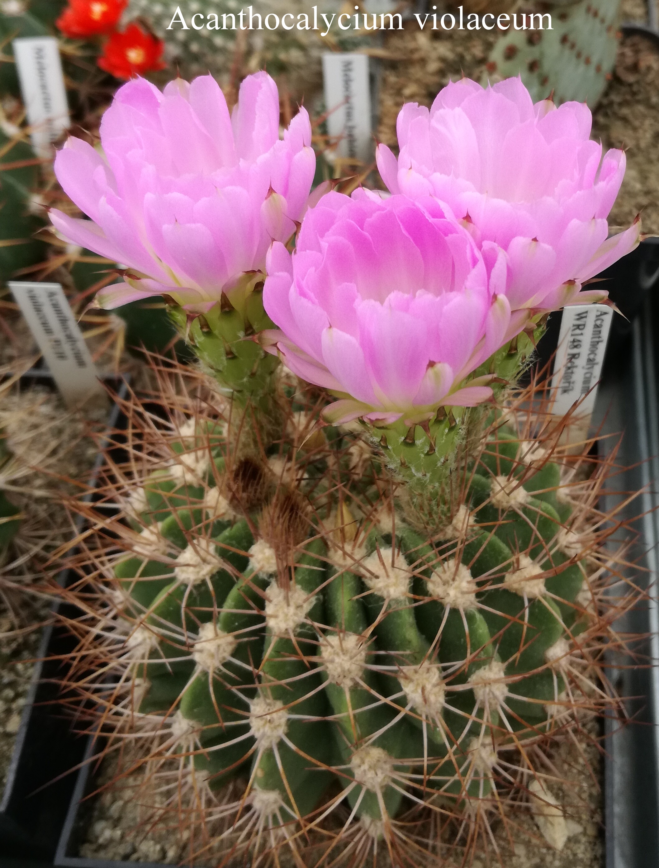 Acanthocalycium violaceum  20180615