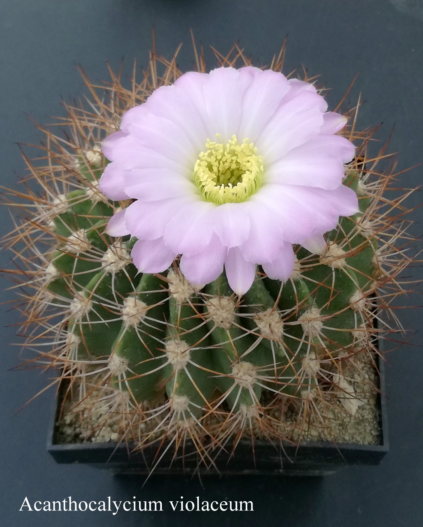 Acanthocalycium violaceum 20180522 (2)