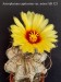 64 Astrophytum capricorne var. minor SB 323 20240525 150748